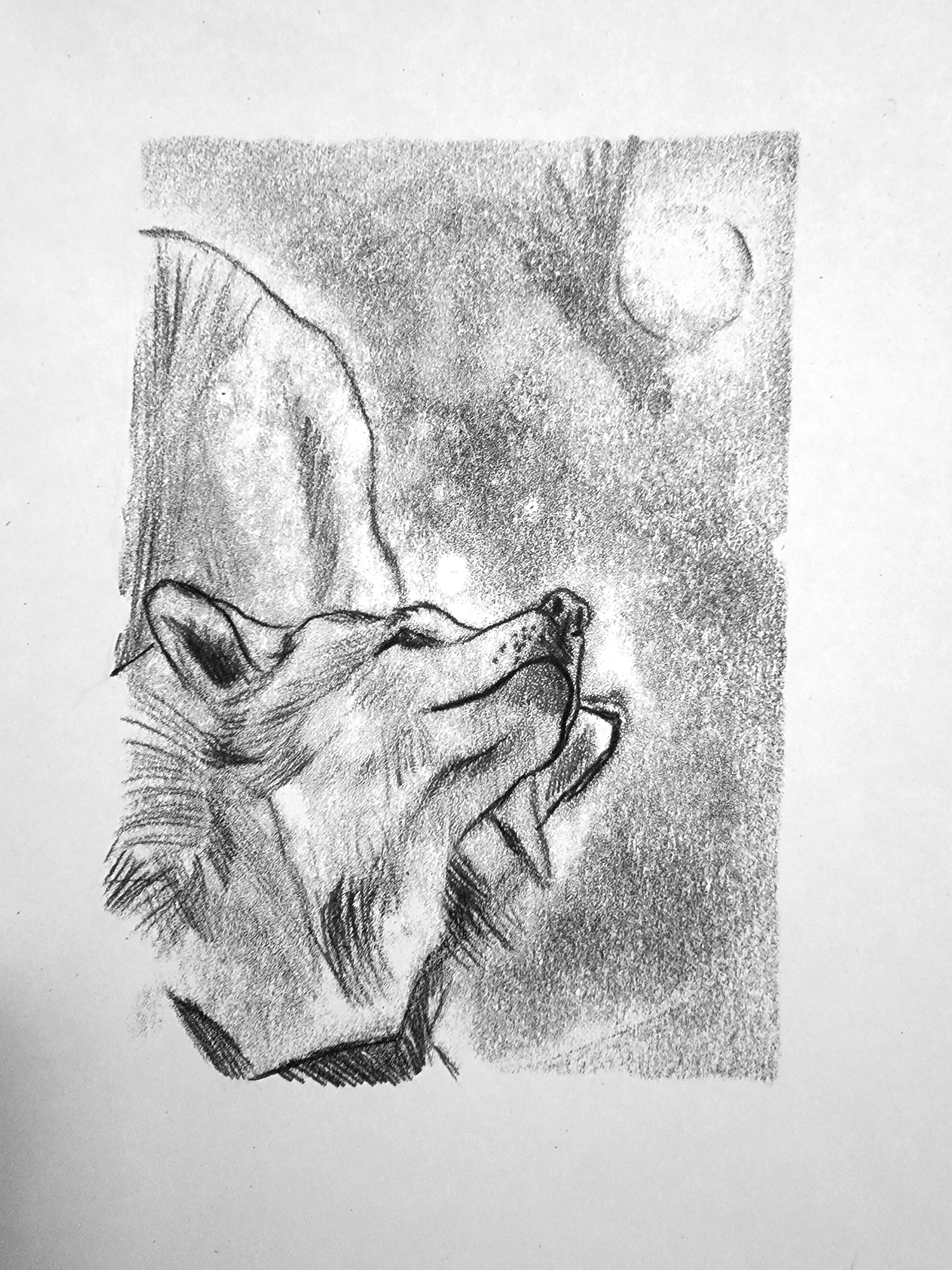 The Wolf and the Moon
