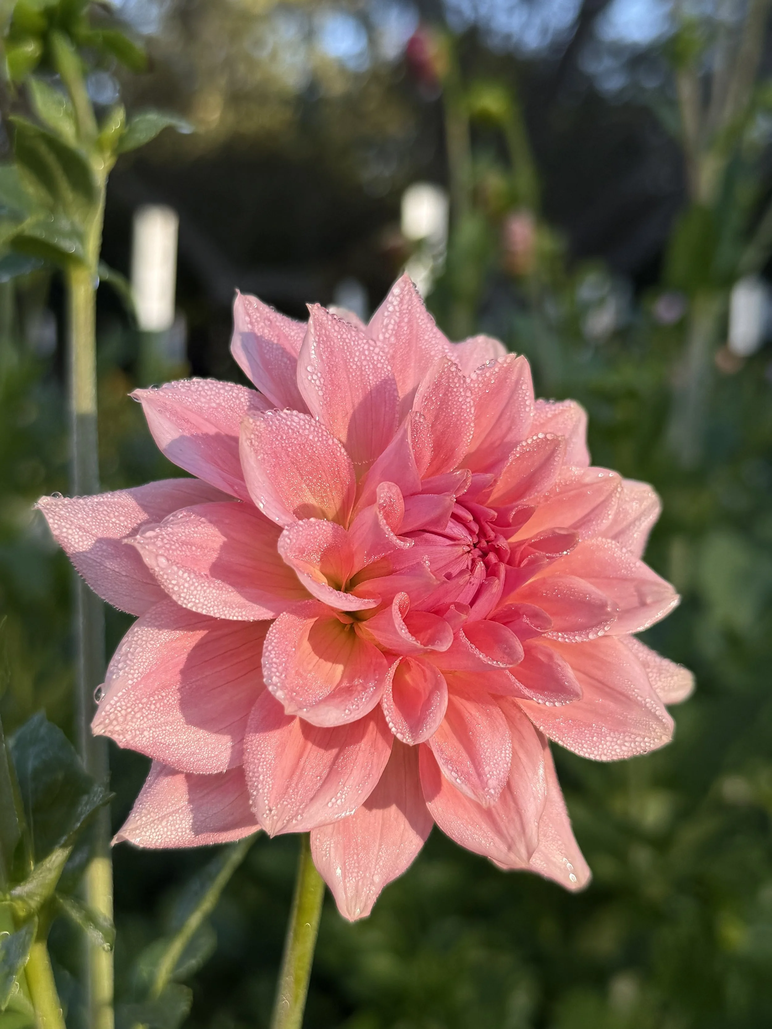RM Fairy Wings Dahlia Cutting