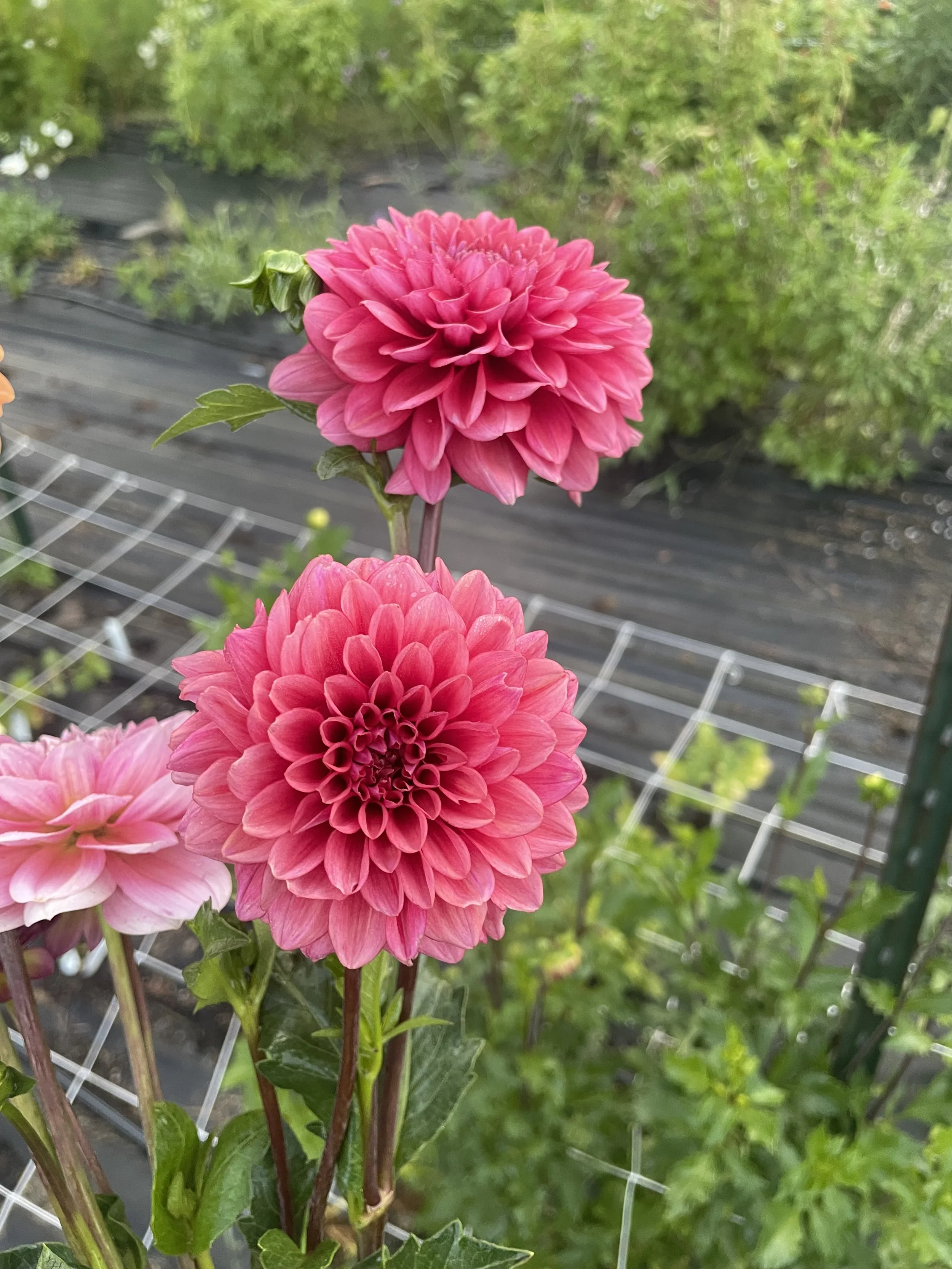 Mystique Dahlia Tuber