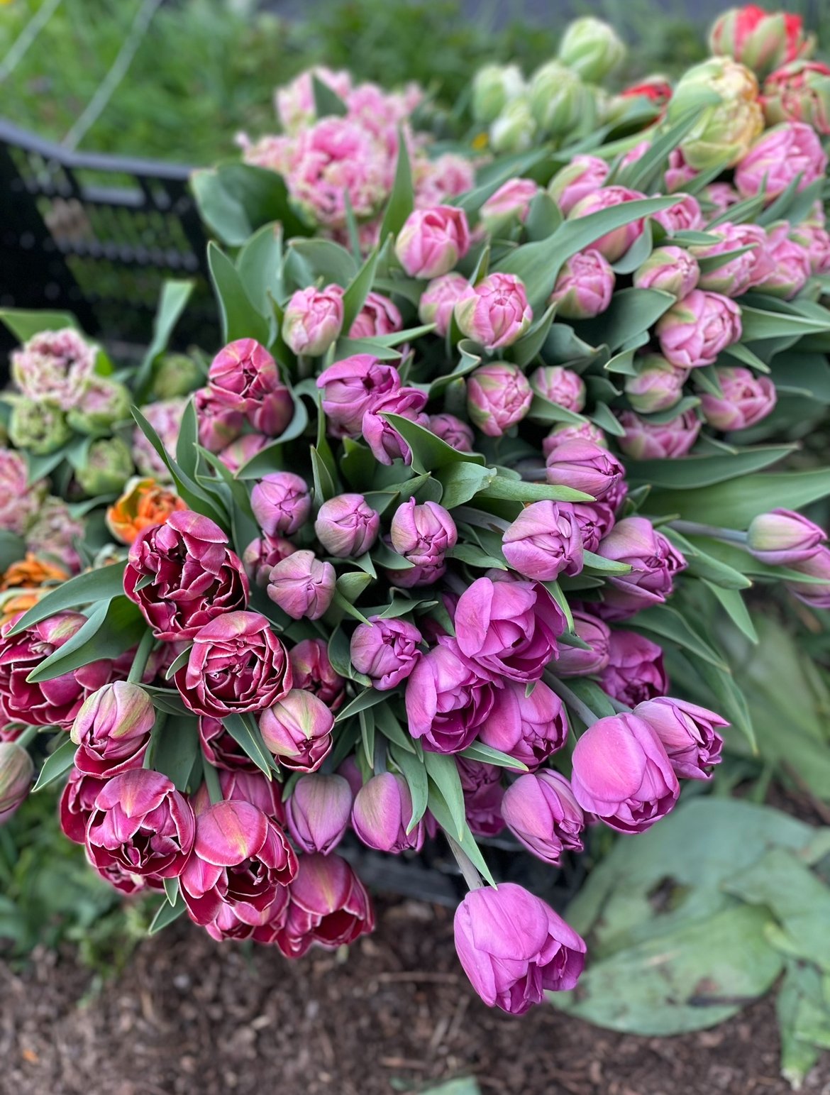 989002AB-62E1-43EA-BDF4-EA80A409C233.jpeg