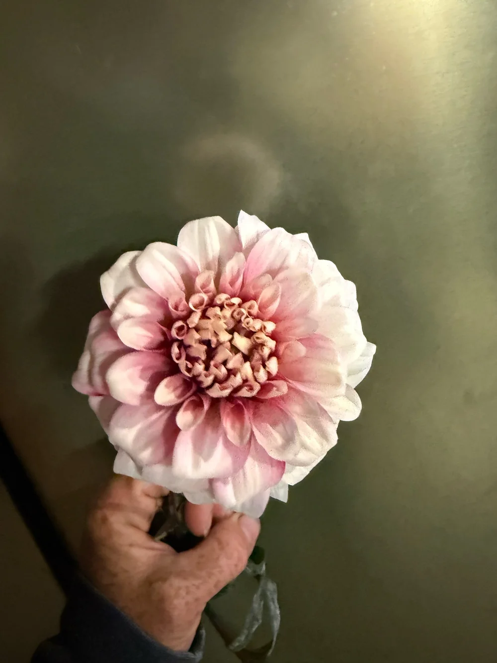 その他 DAHLIA Great Silence Dahlia | Great Silence Tuber | Great Silence