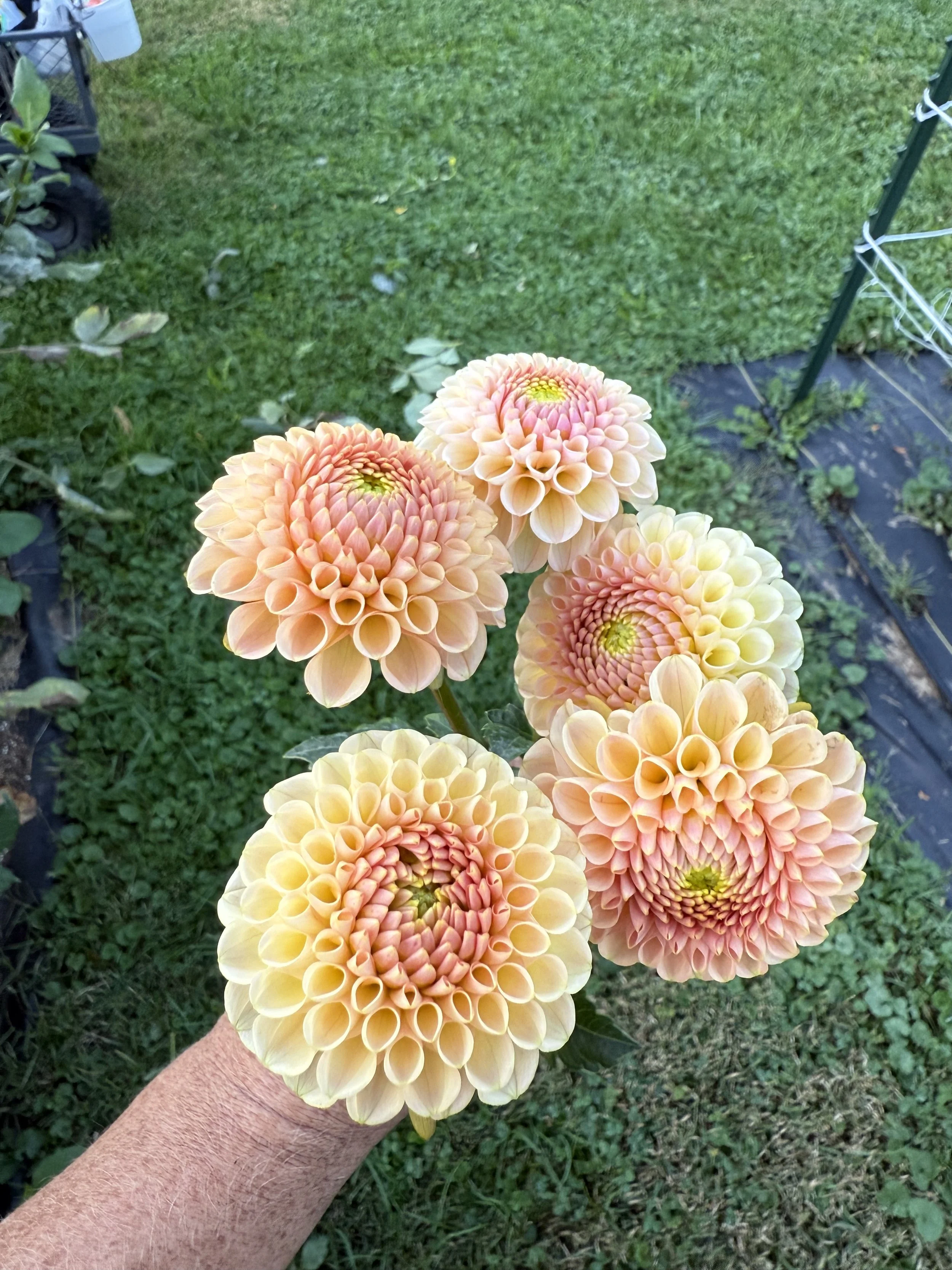 KA’s ®️ Honeycomb Dahlia Cutting