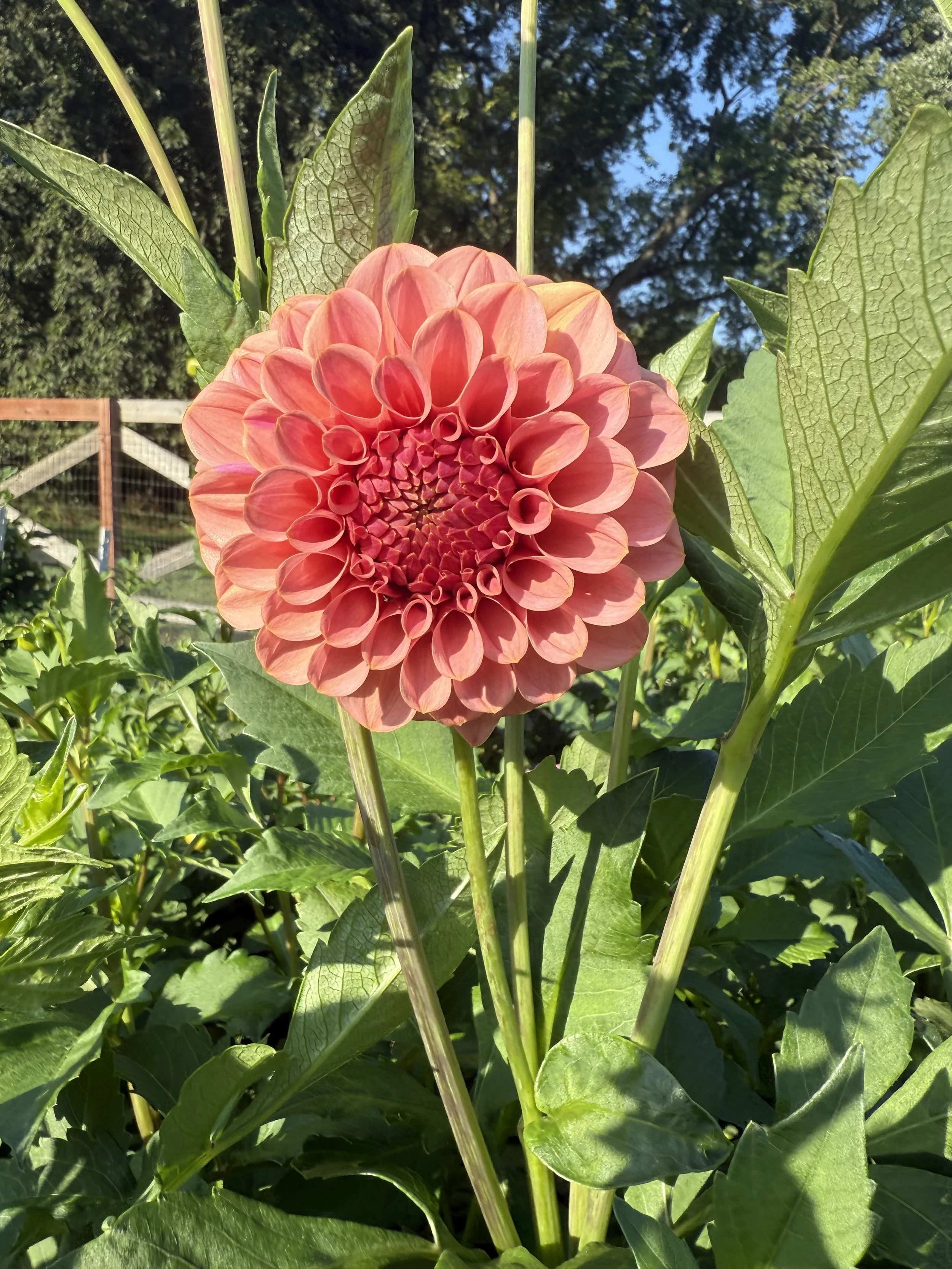 RM Mauvelous Dahlia Cutting