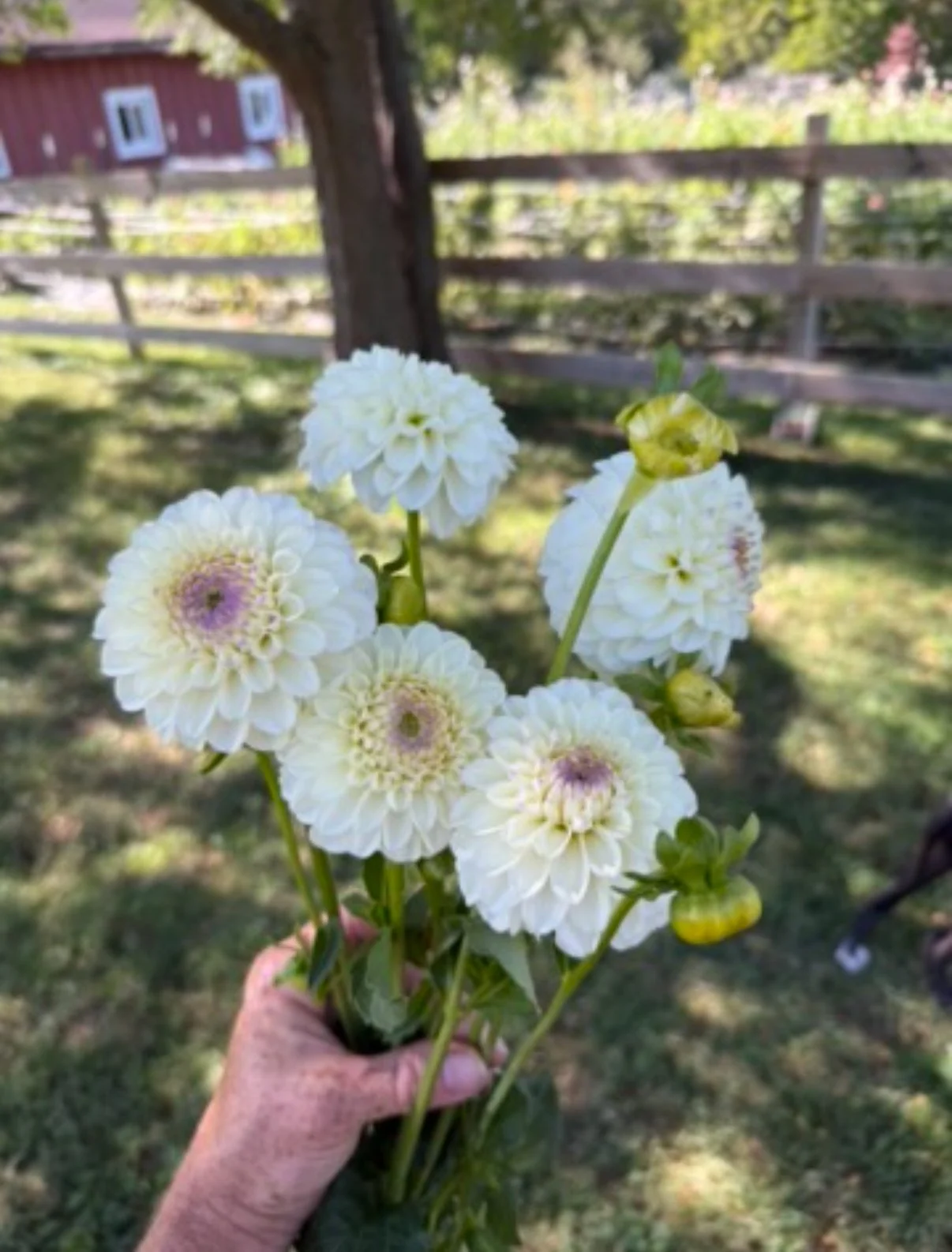 20th Ave Tradition Dahlia Tuber