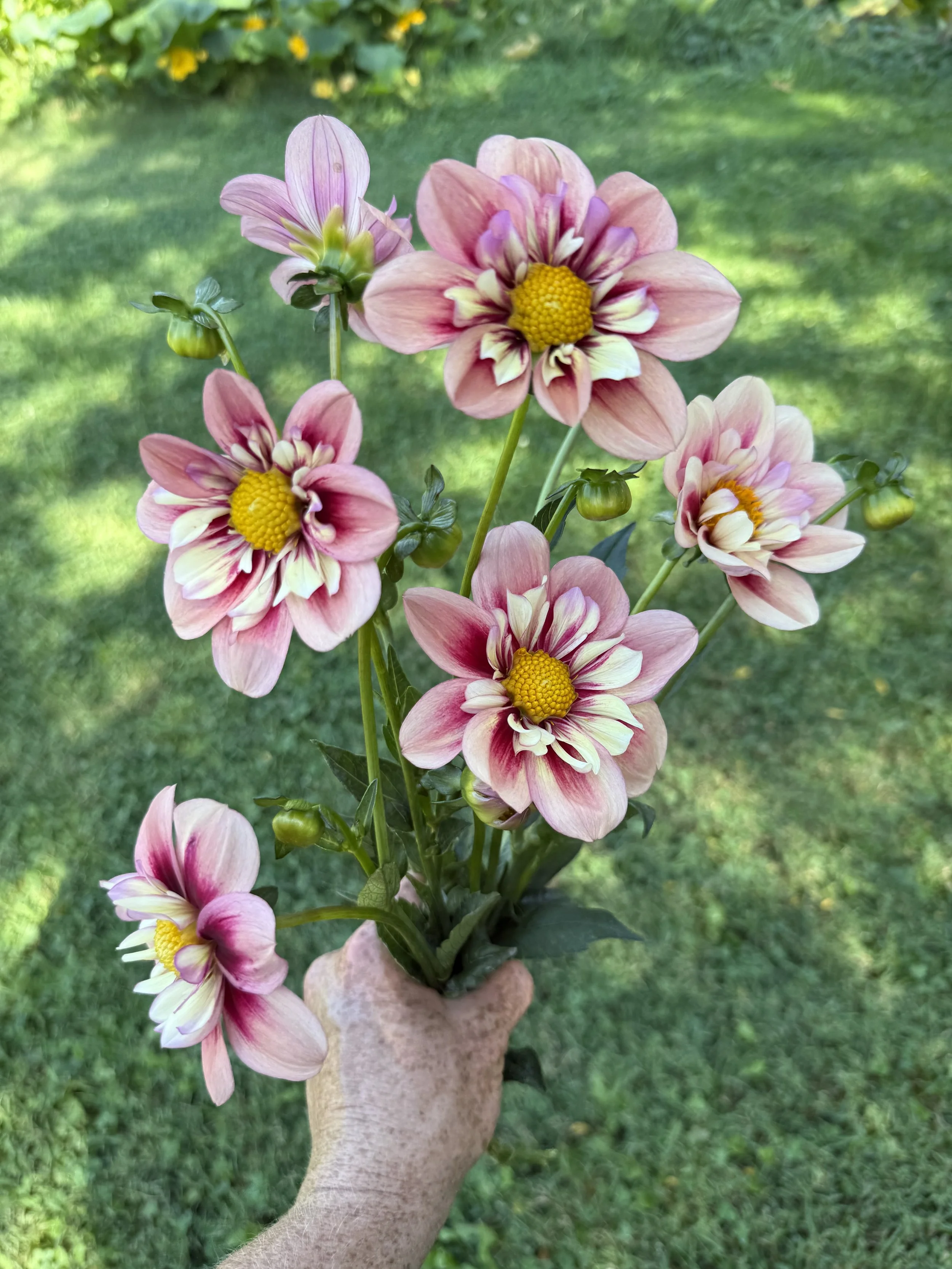 Rhubarb and Custard Dahlia Cutting