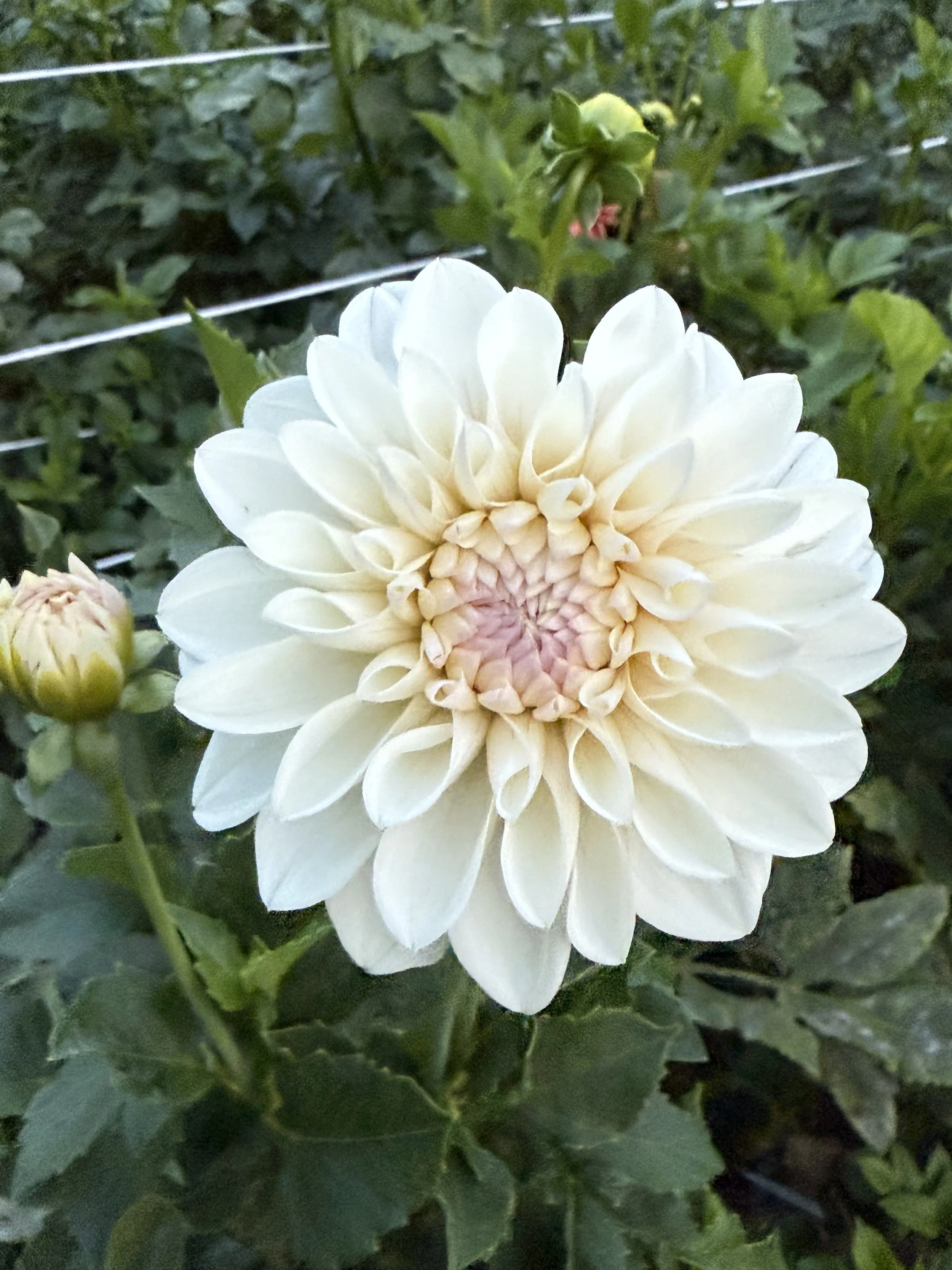 RM Shifty Dahlia Cutting