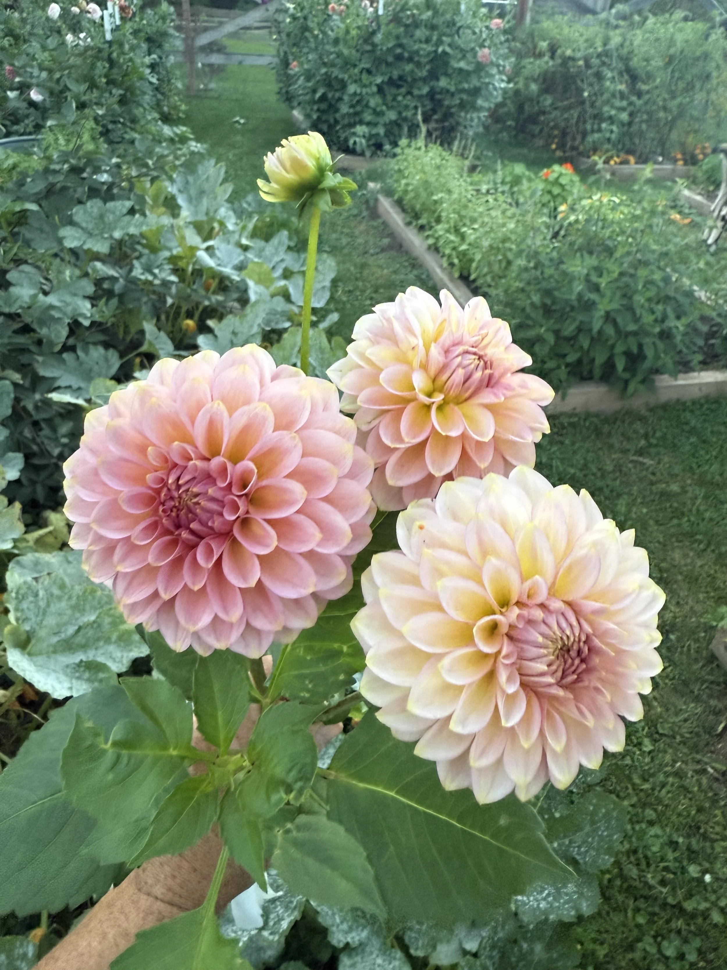 20th Ave Pink Cloud Dahlia Cutting