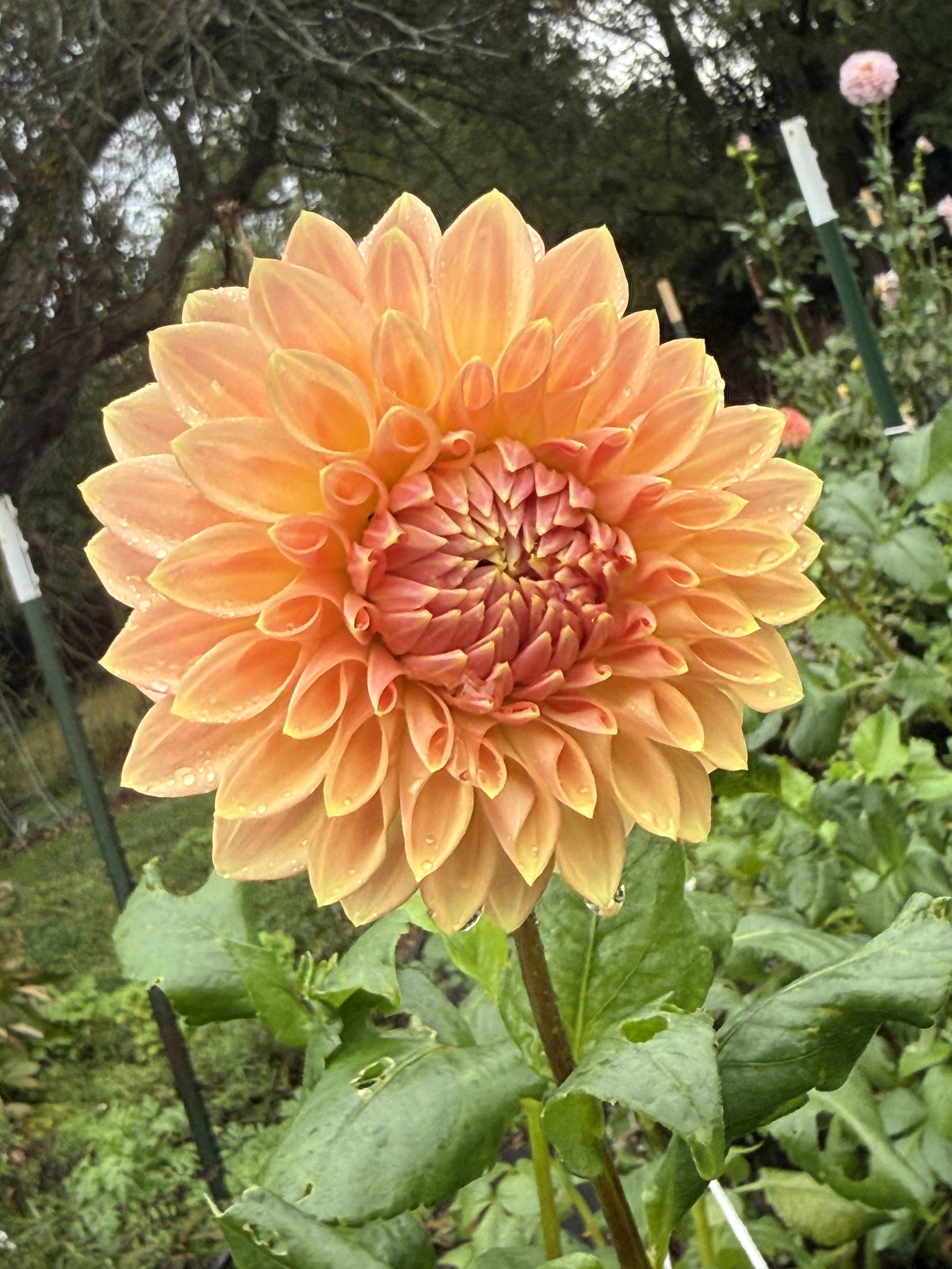 Bloomquist Alan Dahlia Tuber