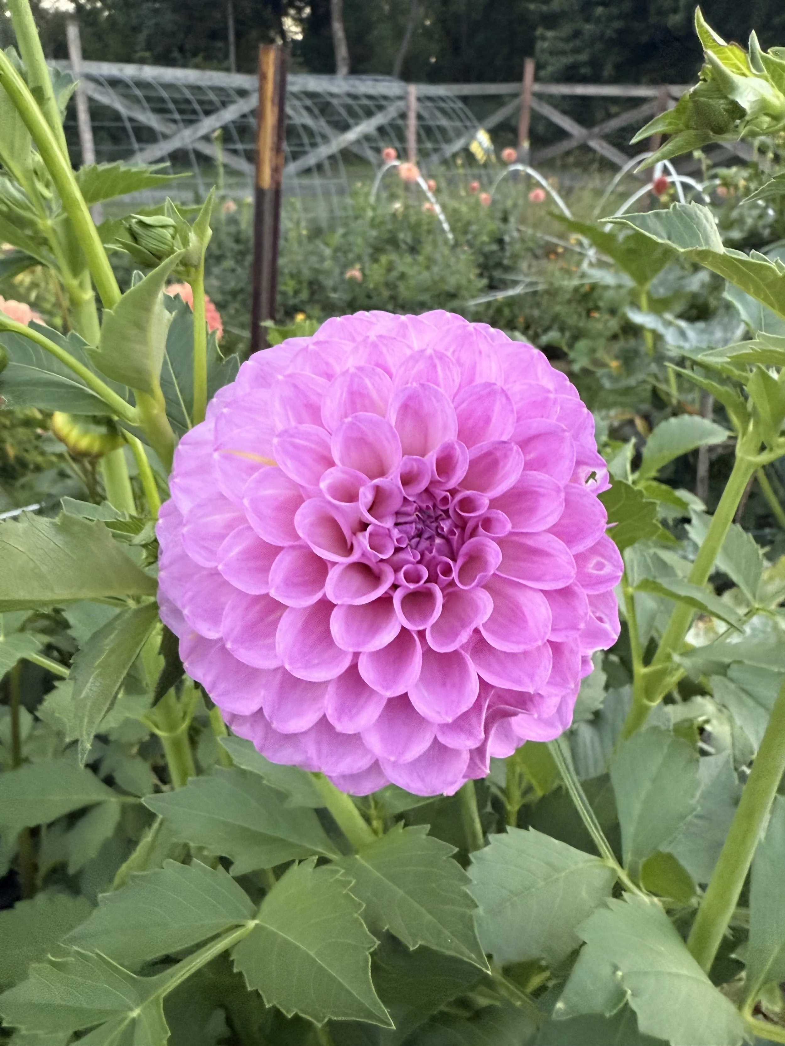 20th Ave Pure Prince Dahlia Cutting