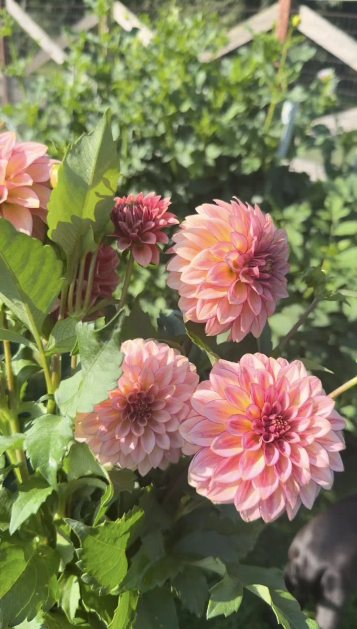 RM Raspberry Twinkle Cutting