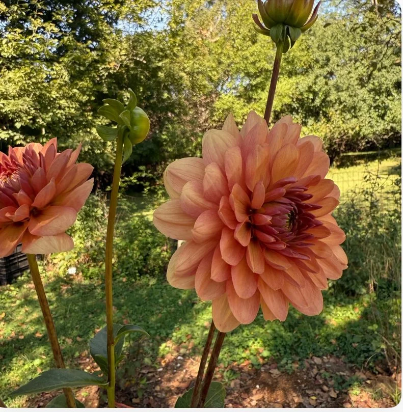 Chateau De La Bourdaisier Dahlia Cutting