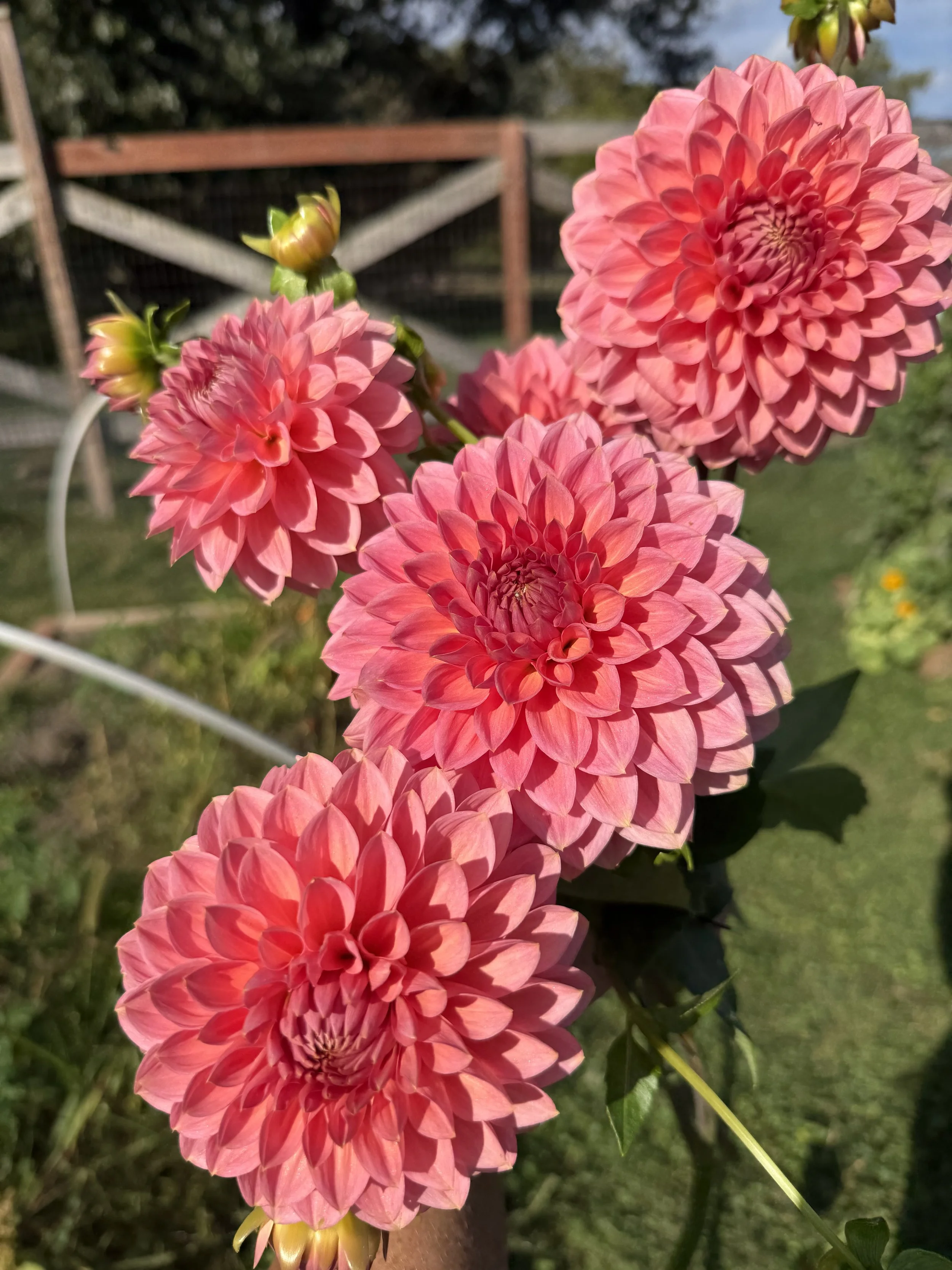Ask With Minnie Dahlia Cutting