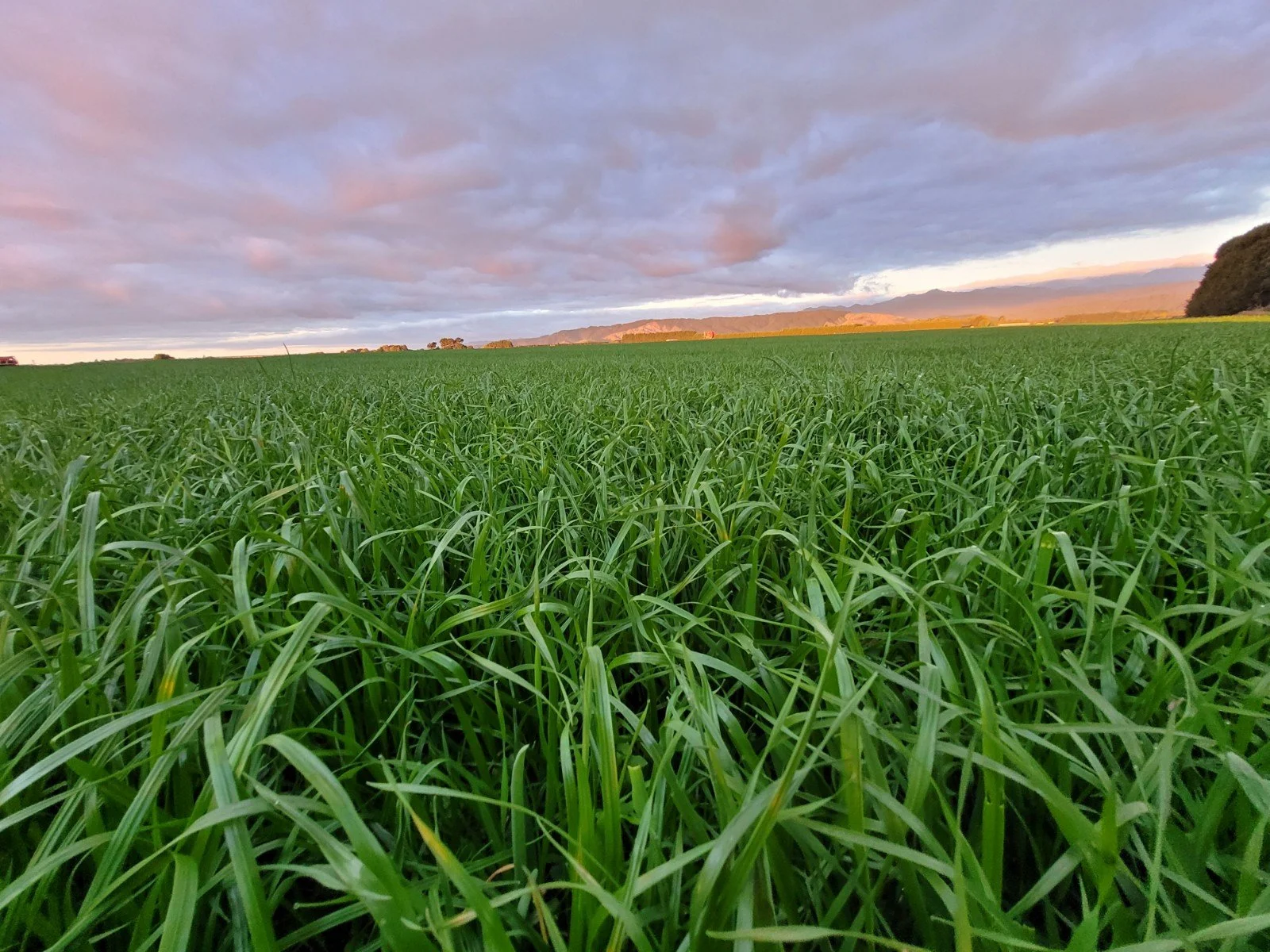 Hybrid ryegrass seed — Vernado