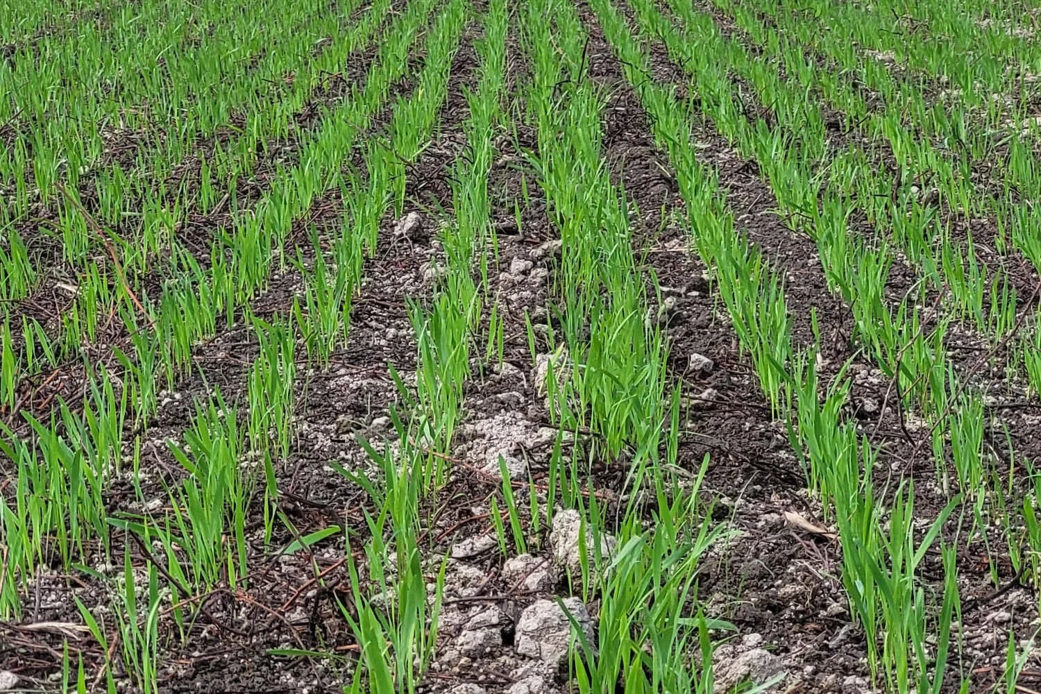 Spring Sowing