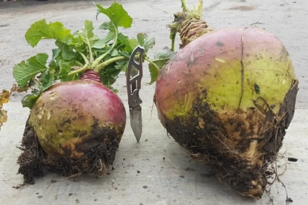Swede Seed