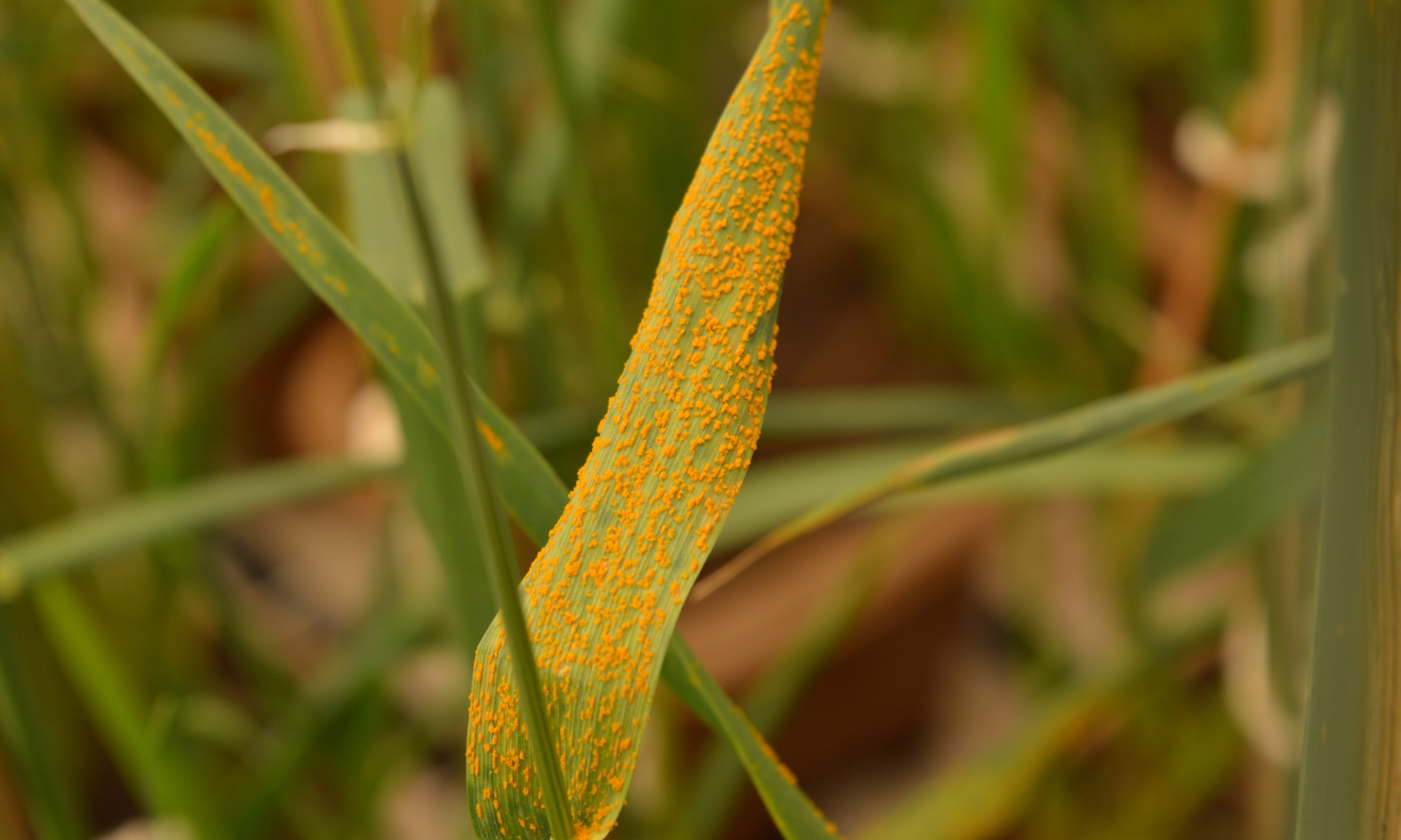 5 Effective Ways to help Eliminate Pasture Rust 