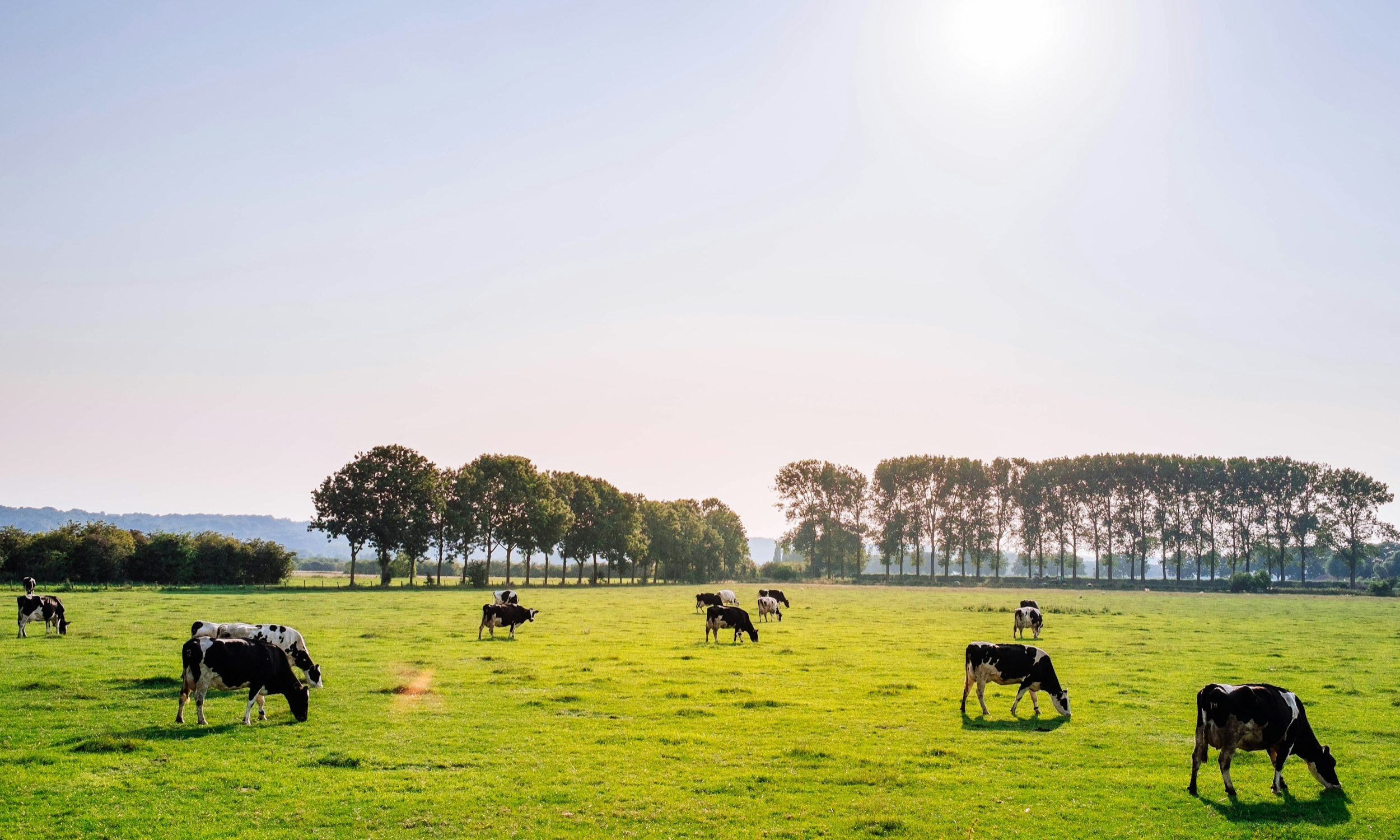 The Importance of Crude Protein in Pasture for Livestock Health and Productivity