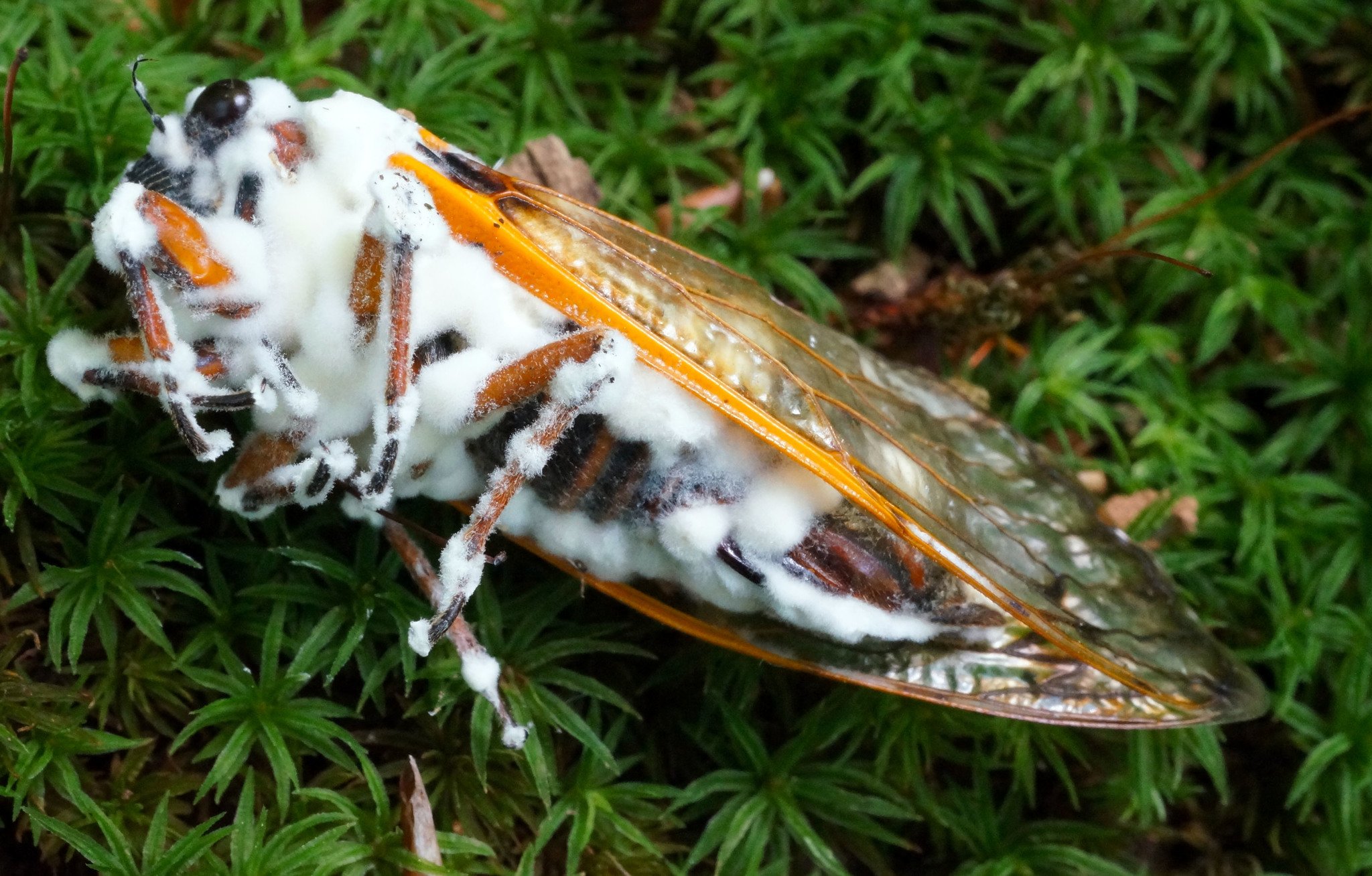Beauveria Bassiana: The Natural Solution for Pest Control on Your Farm
