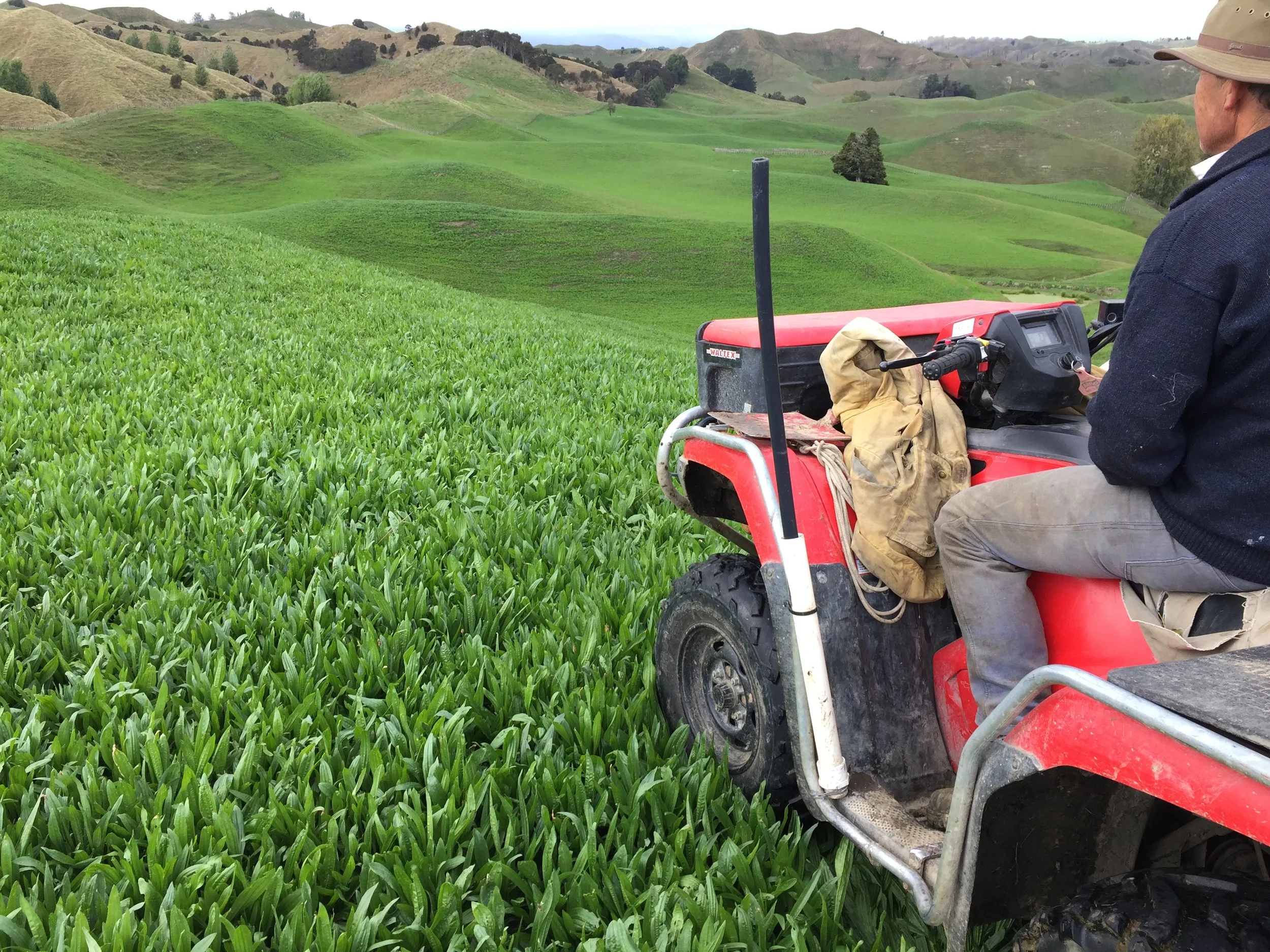 Why More Farmers Are Choosing a 3–5 Year Hybrid Pasture Option