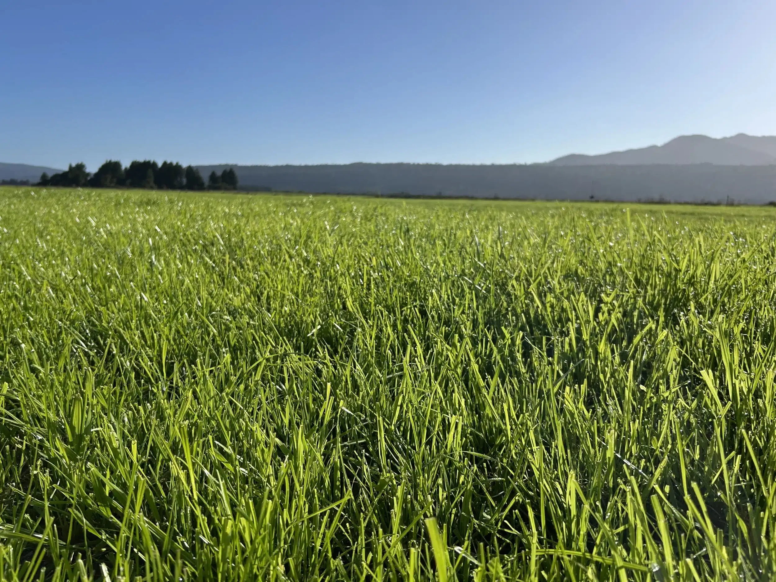 Quick Summary for Farmers: What You Need to Know About Lignin in Ryegrass