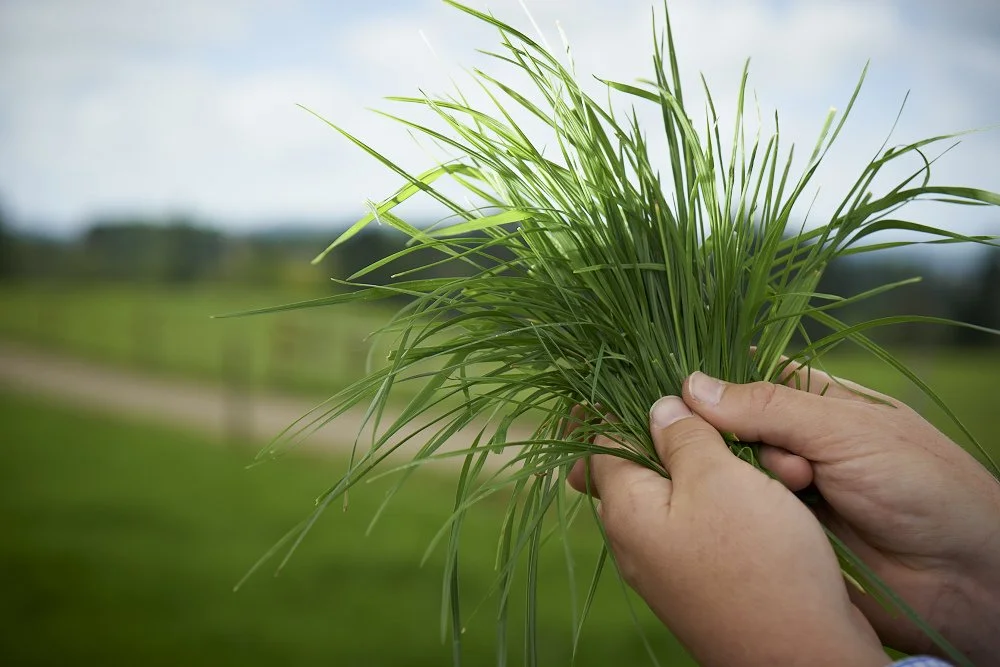Quick Summary for Farmers: What You Need to Know About Lignin in Ryegrass