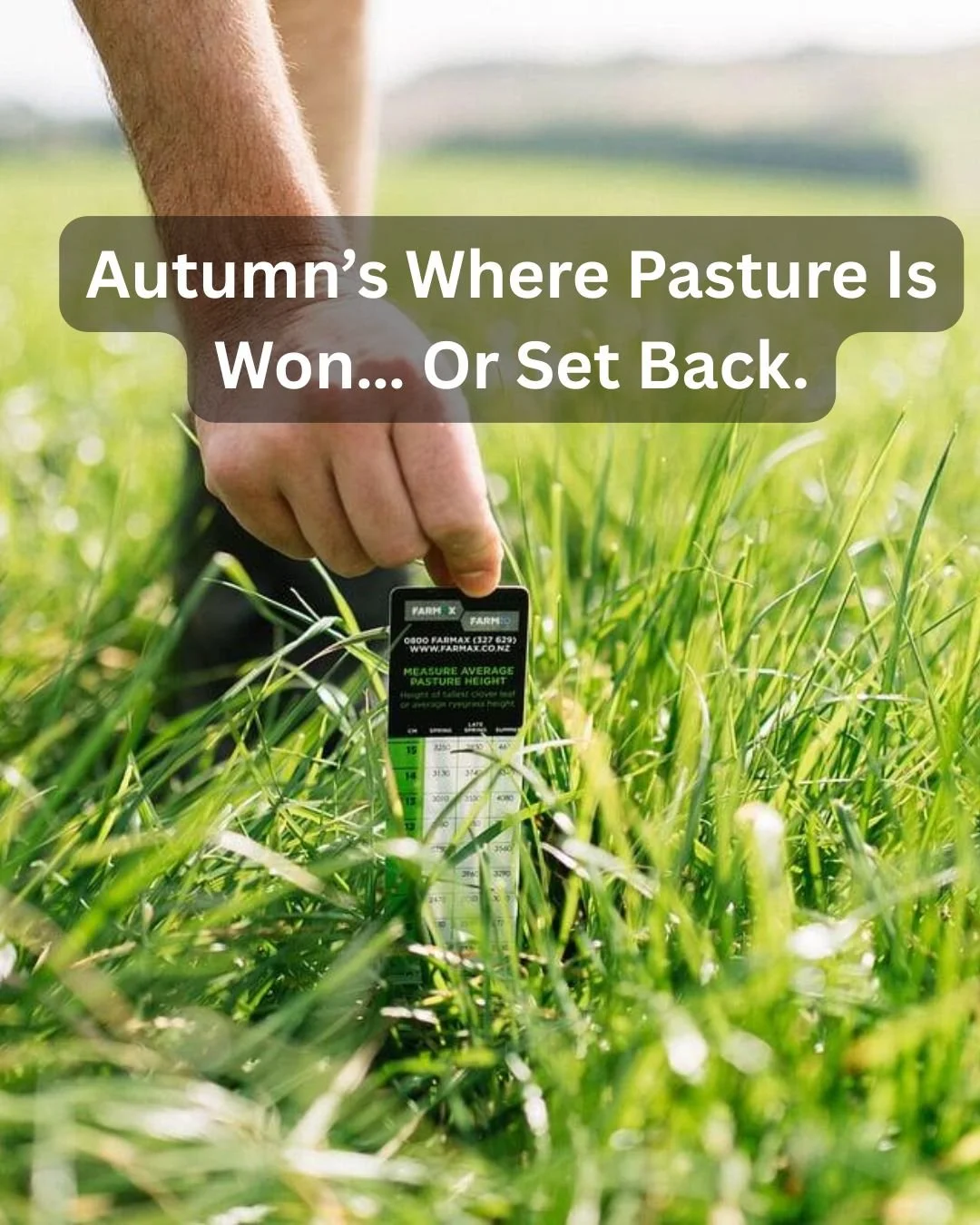 Autumn Grazing Tips for New Zealand Farming: How to Avoid Overgrazing and Build aStrong Feed Wedge