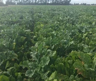 Goodness Forage Mix