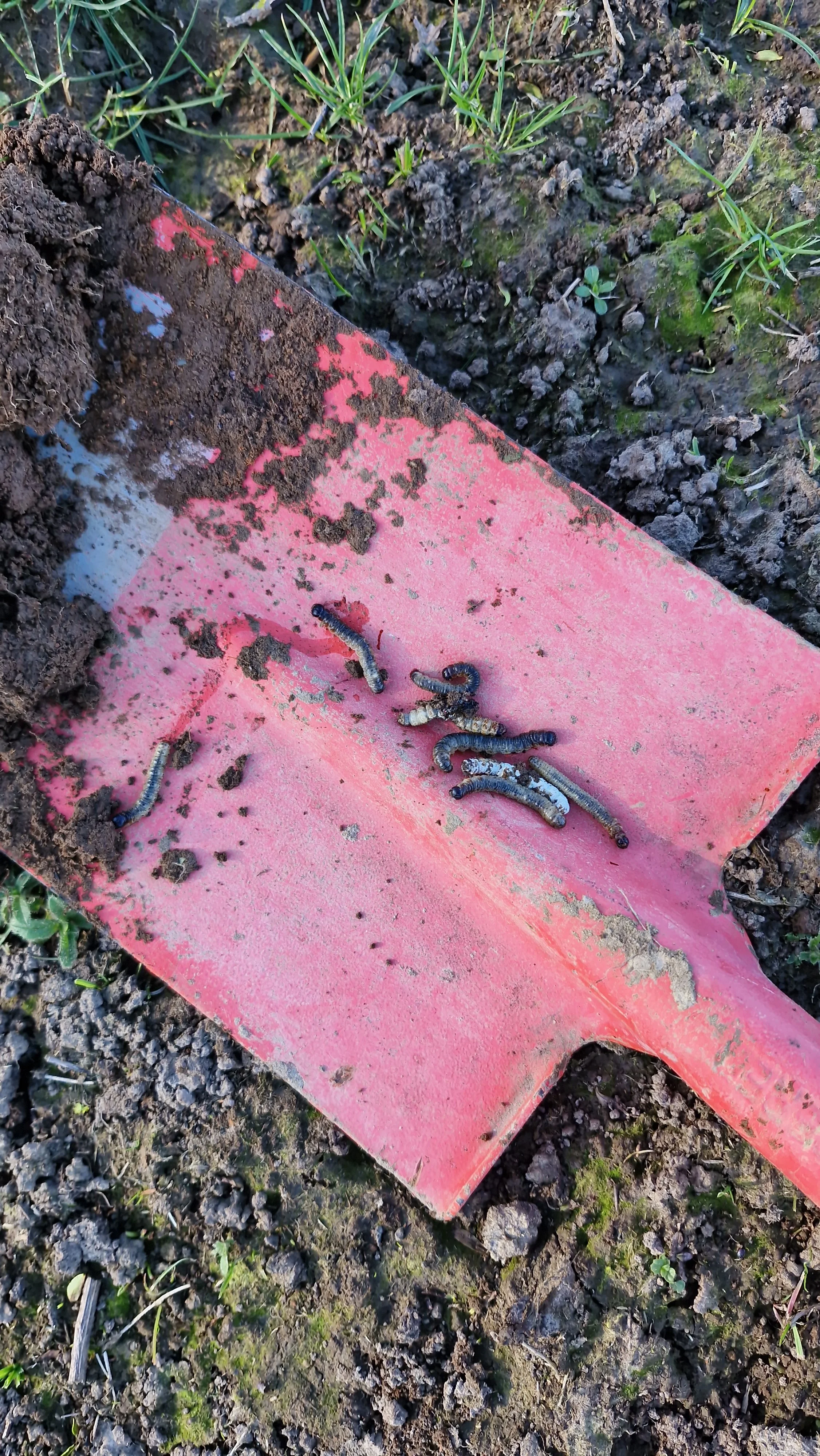 Several earthworms on a pink gardening tool handle surrounded by dark soil and small green plants.