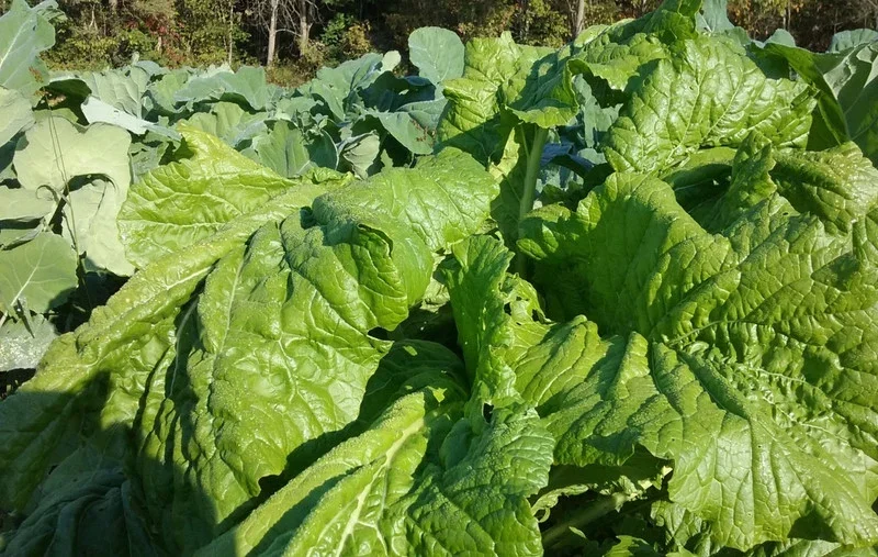 Close-up of large, green lettuce leaves growing in a garden.