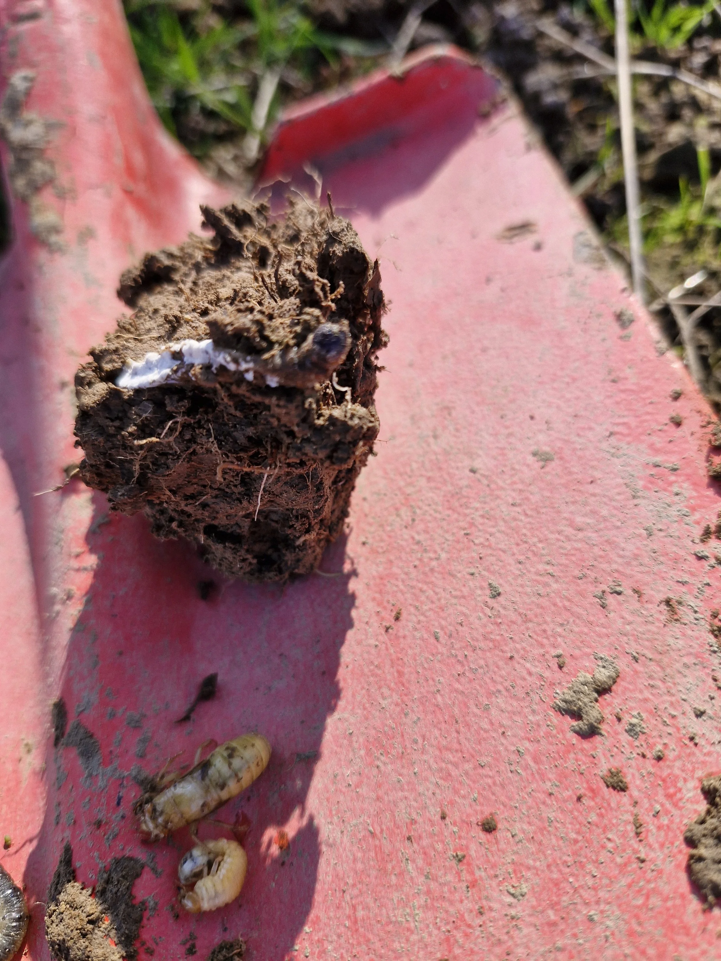 Dirt clump, a white root or piece of paper attached to it, and two small white larvae on a pink surface outdoors with grass around.