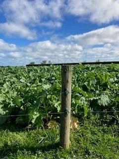 Forage Kale