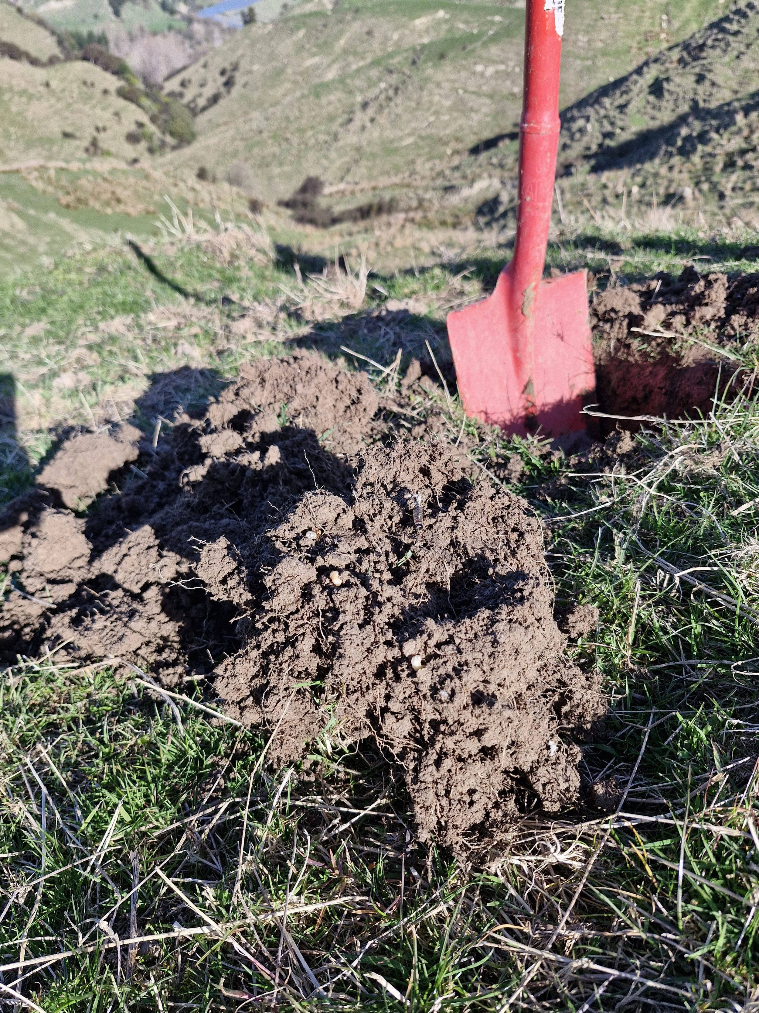 Close-up of freshly dug soil with small white worms, green grass, and a red garden trowel in a grassy outdoor landscape.