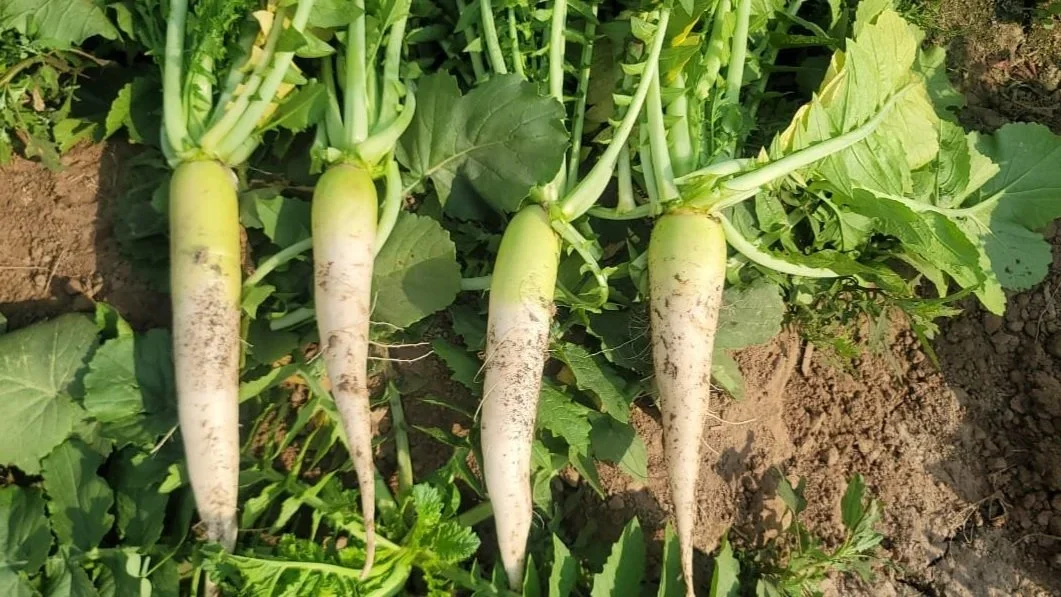 Fodder Radish