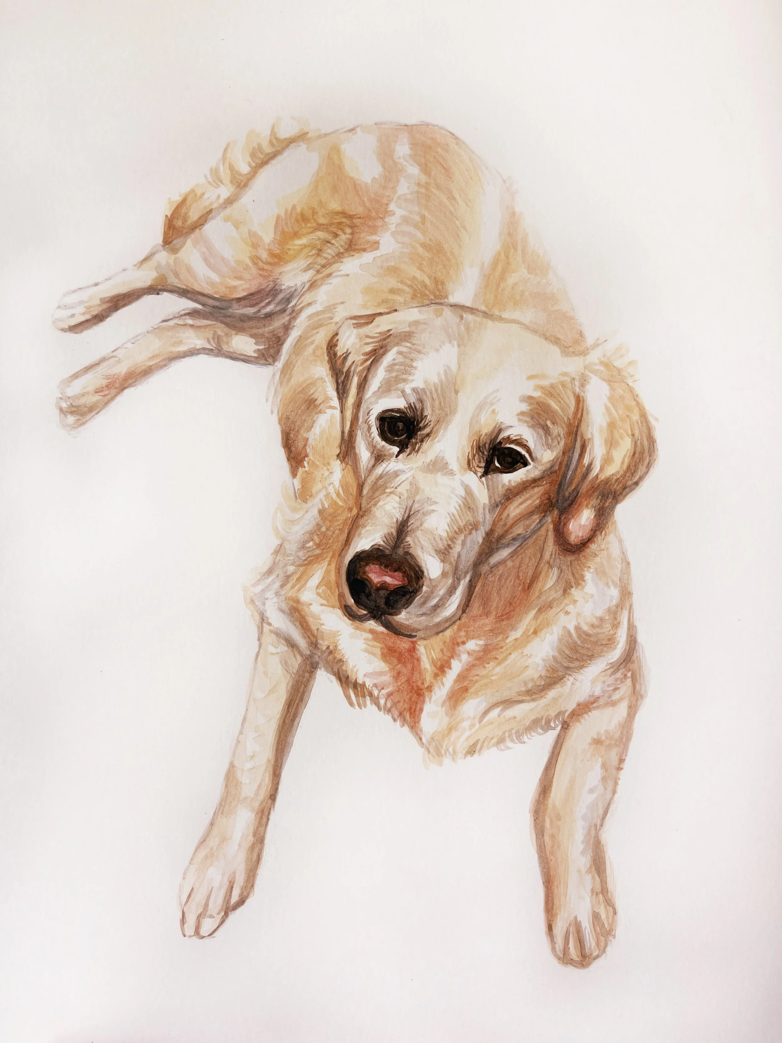 Original watercolor, 8"x10", custom dog portrait. 2024.