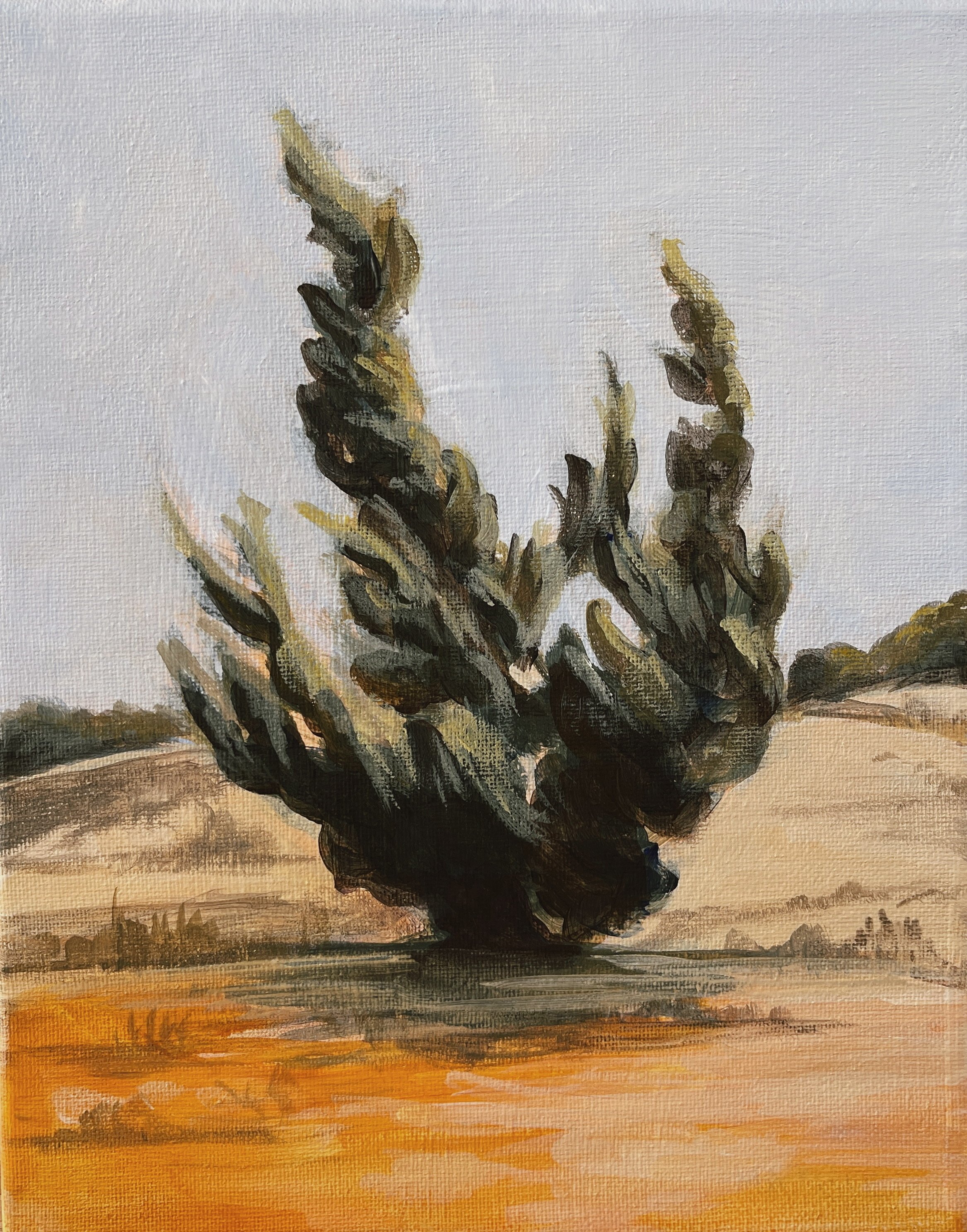 Original acrylic of Windswept juniper, 8"x10". 2024.