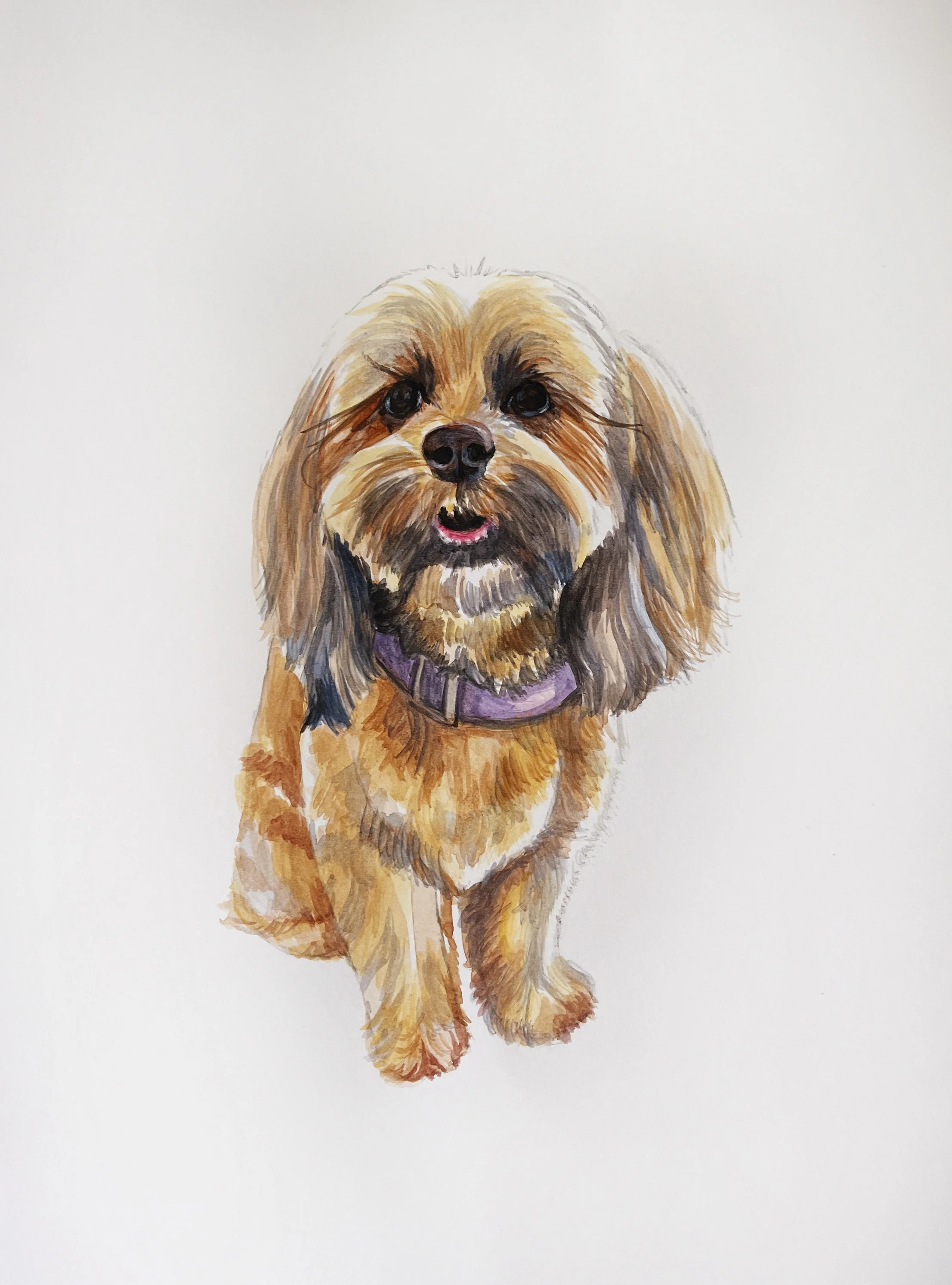 Original watercolor, 8"x10", custom dog portrait. 2023.