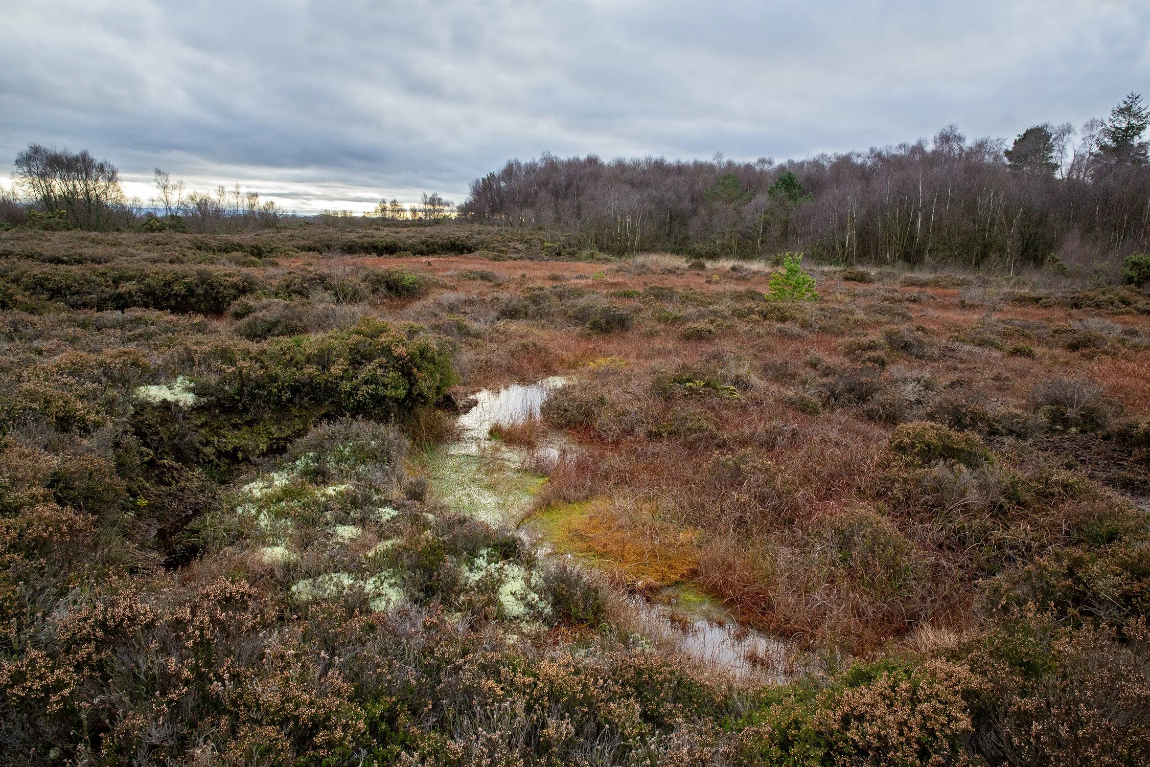 Clara Bog, Co. Offaly, 2023.