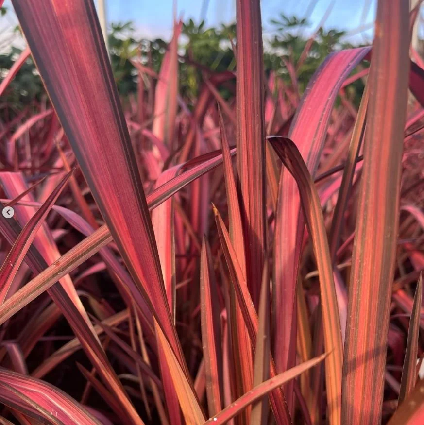 phormium evening glow.JPG