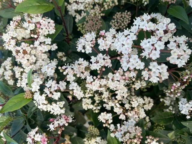 Viburnum.jpg