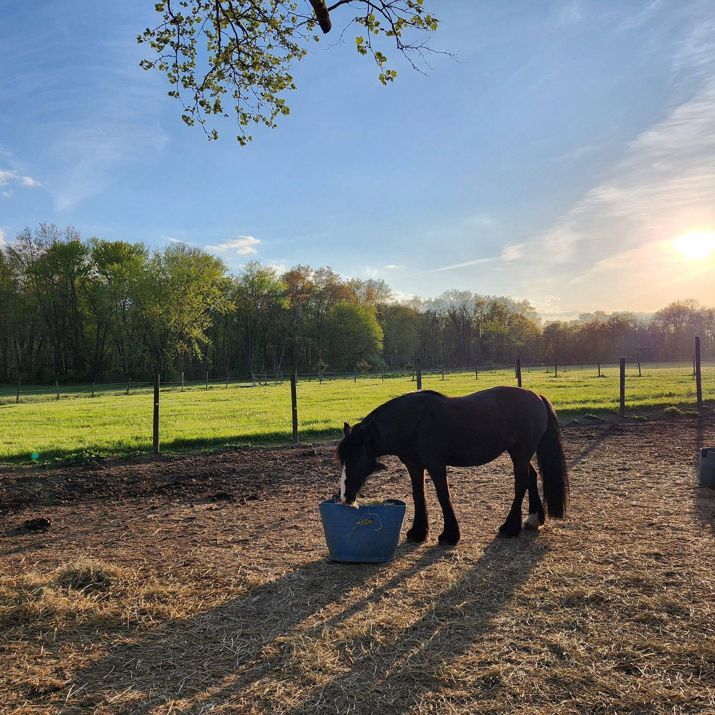Rikki knows how to bask in a beautiful spring evening for sure! ☀️🐴
