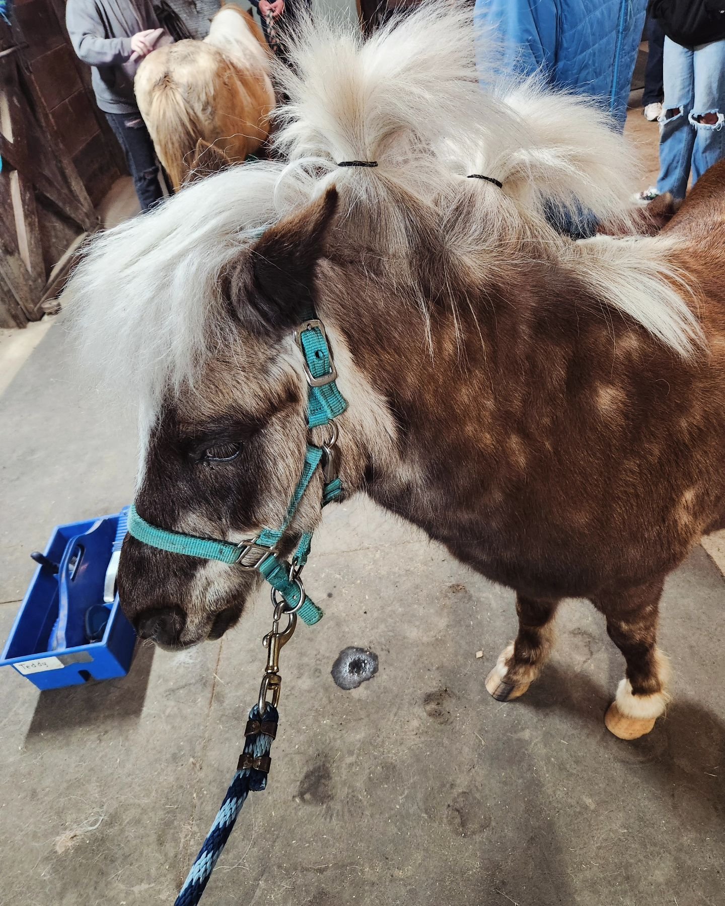 Dapper or Ridiculous?? You decide! Cast your vote in the comments!

#horsehair #minihorse #hugahorse