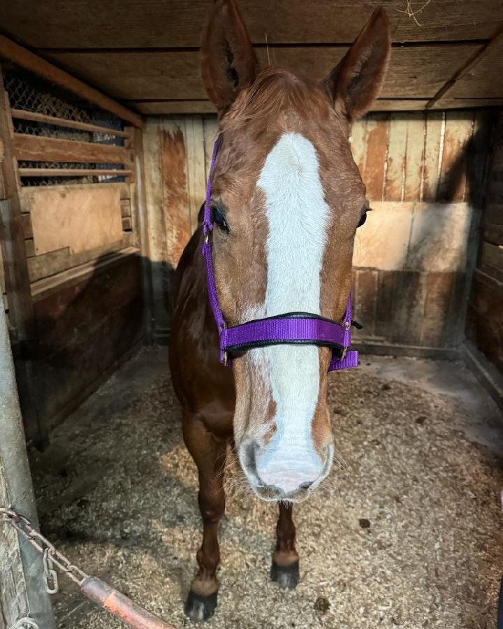 Look at that sad face!  Put a smile on Macs' muzzle and sign up to volunteer this Saturday for Assisted Lessons.  SHAR Volunteers we need you!