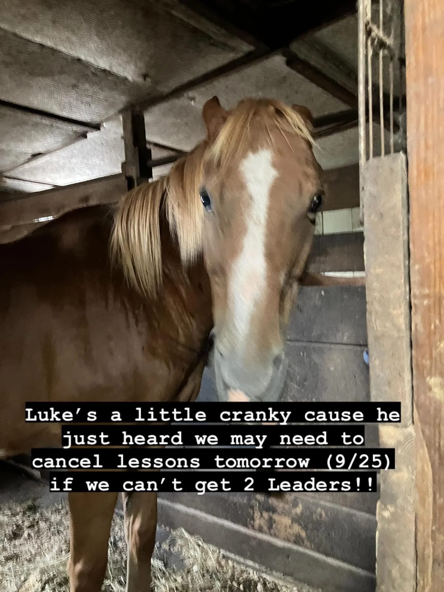 SHAR Volunteers, please help Luke not be so cranky! Sign up to Lead tomorrow 5:30-8pm volunteer@hugahorse.com
