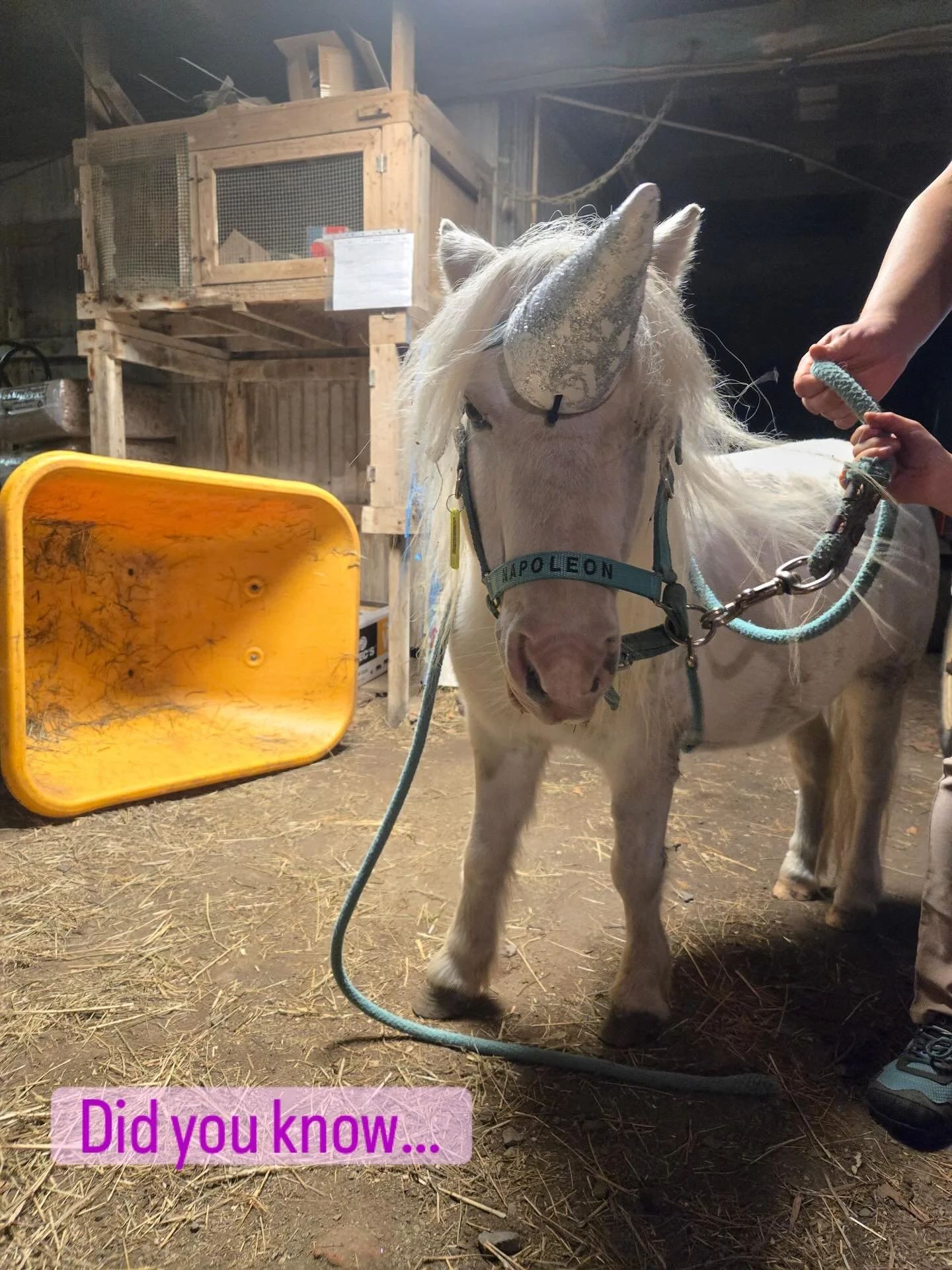 Share the love at SHAR, our Assisted Rider Horse Show is Saturday October 18 9am-12:30pm, be inspired, join us!