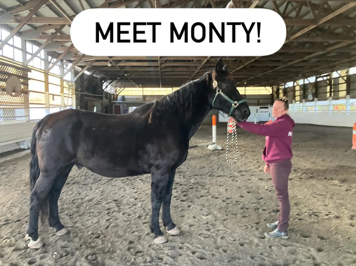 Our newest addition. 16 year old Percheron quarter horse cross.
