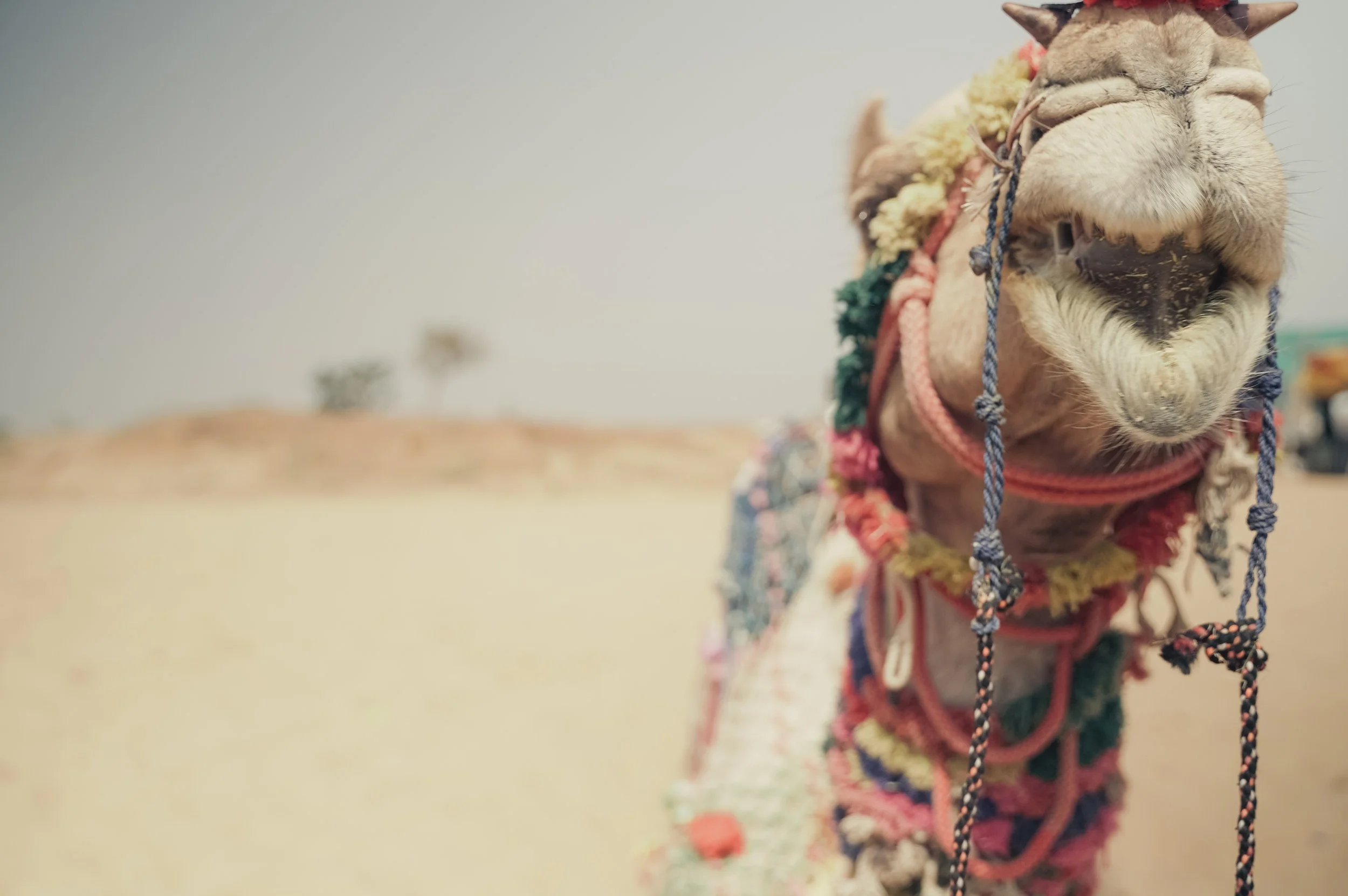 best camel pic edited.jpg