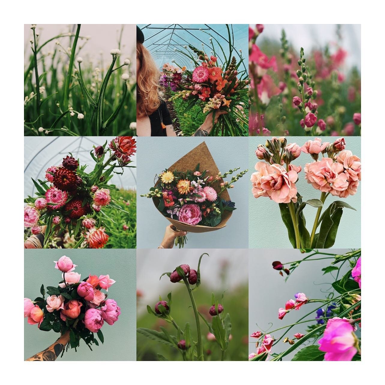 last chance to sign up to be a member of our early summer flower subscription! you will receive a bouquet a week for SIX weeks, with pickup locations in nw + ne + se + sw! cut off for this session ( you can also purchase a late summer or early fall m