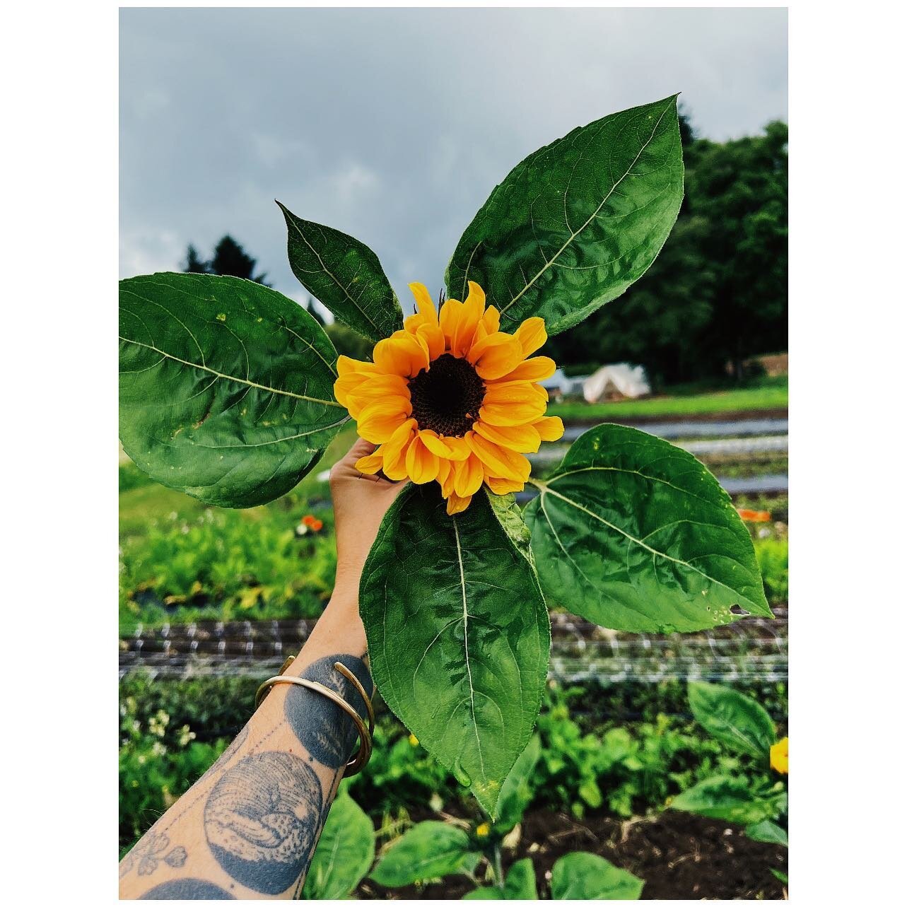 the first sunflower to bloom, so brave, so tenacious this rainy, cold spring. i think it&rsquo;s a sign that things are going to turn around ☀️ #islandfarmstudio #cutflowerfarm #slowflowers