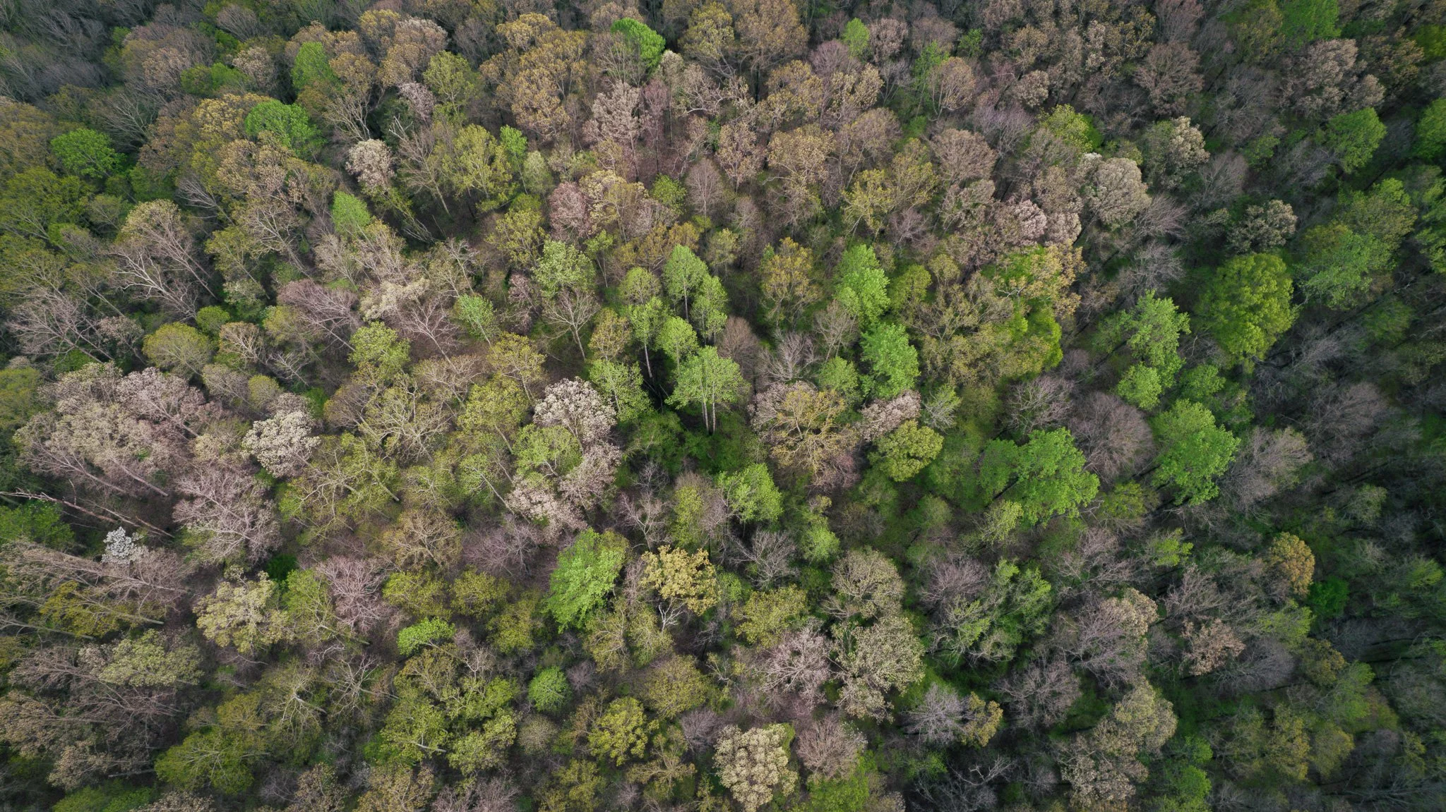 DJI_0338-2.jpg