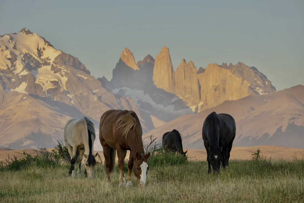 Patagonia horseback riding